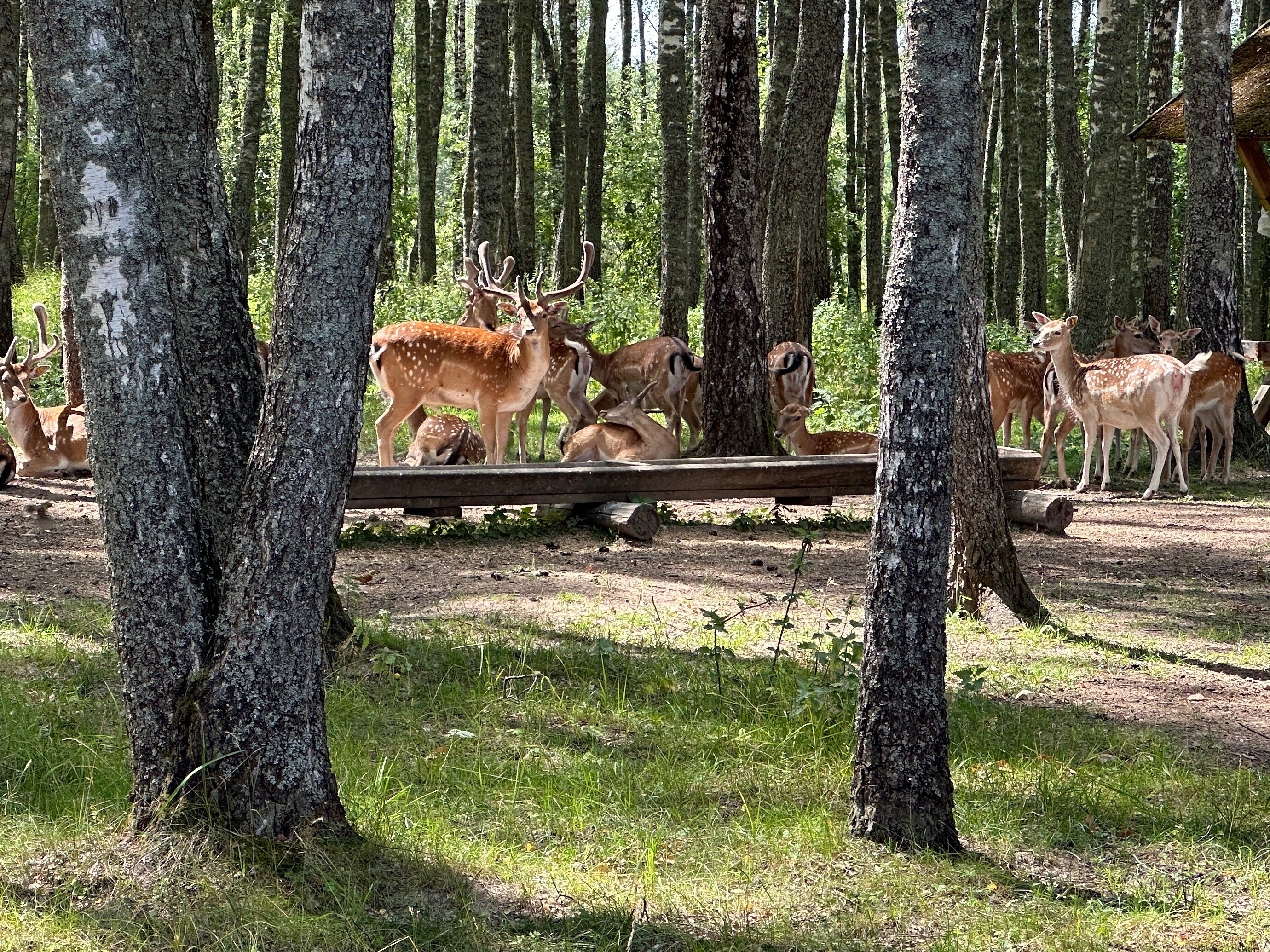 Фото Кречет