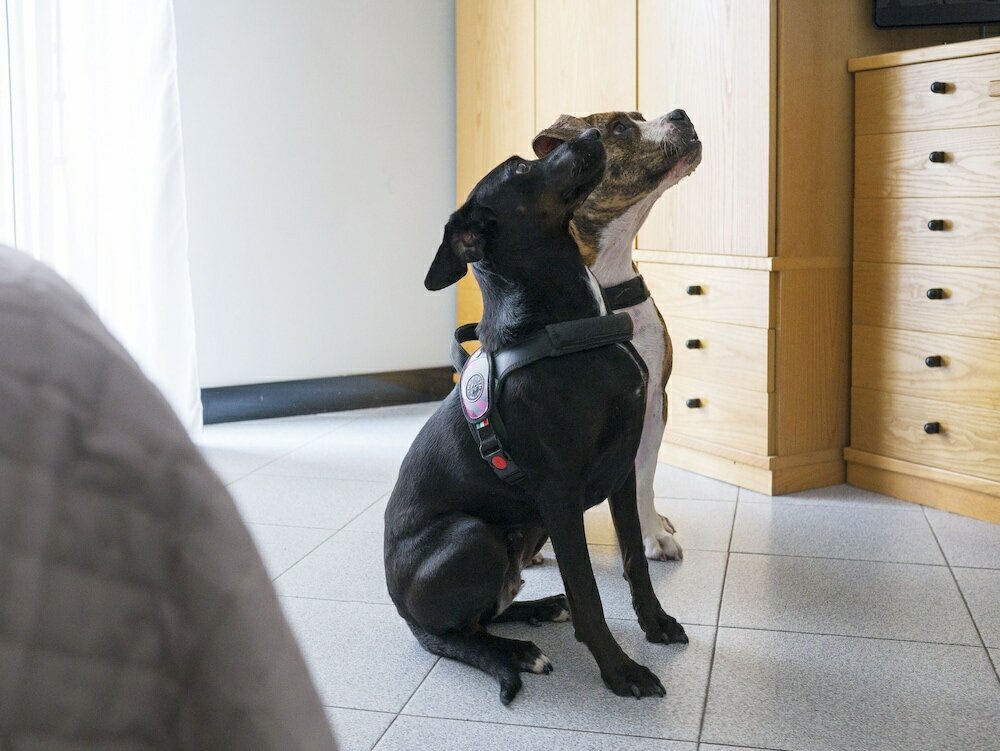 Фото Hotel Junior