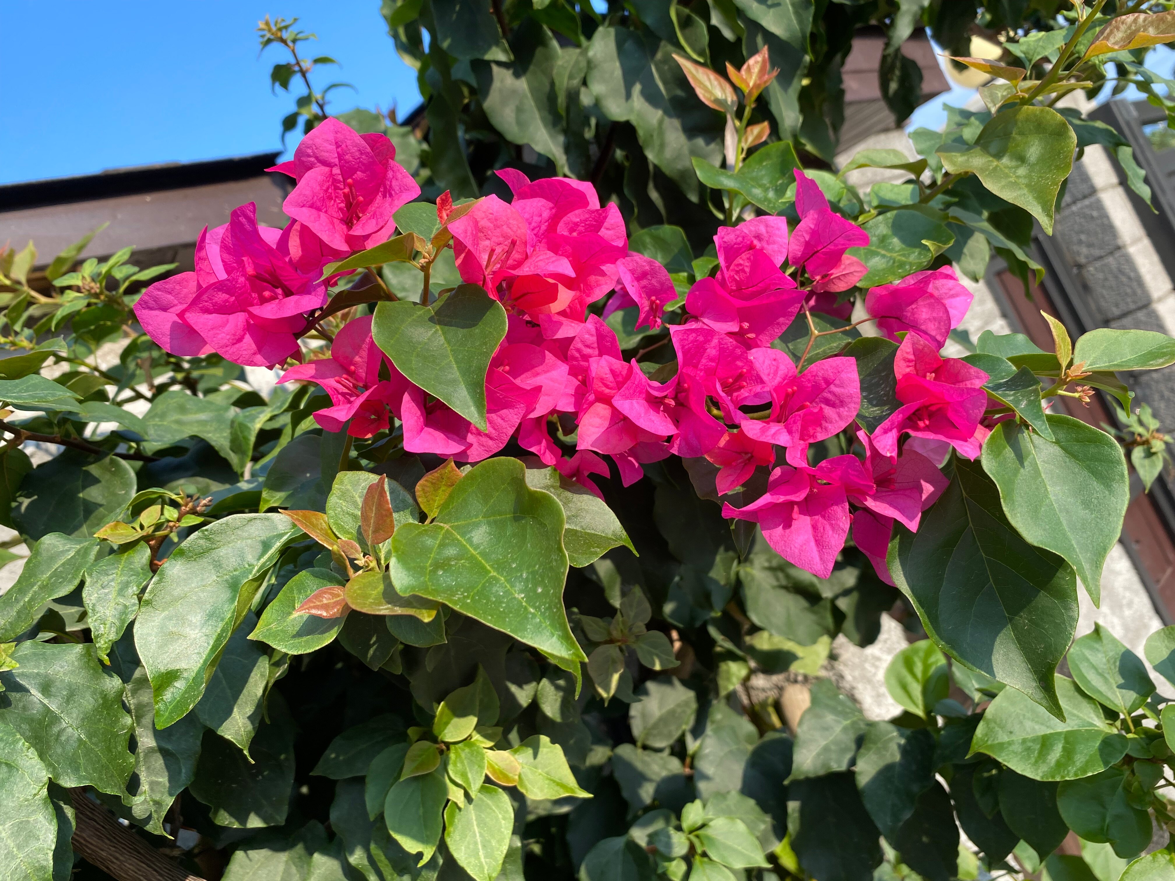 Фото Оазис Клаб Резорт Отель