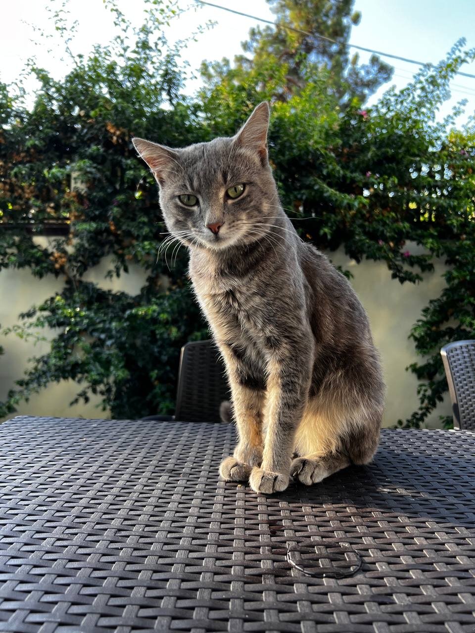 Фото Талион