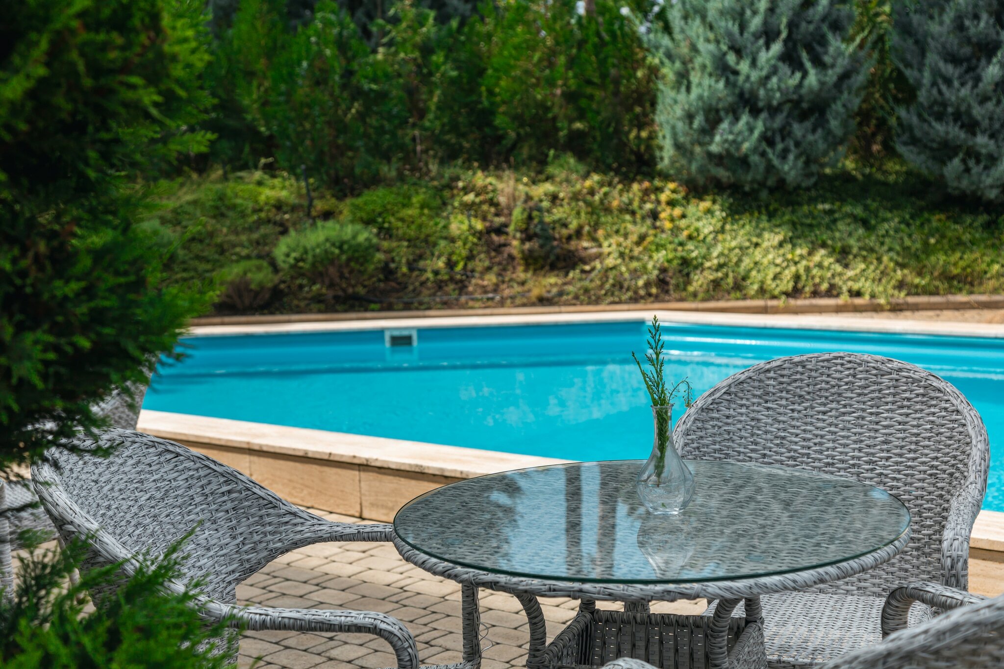 Фото Розмарин