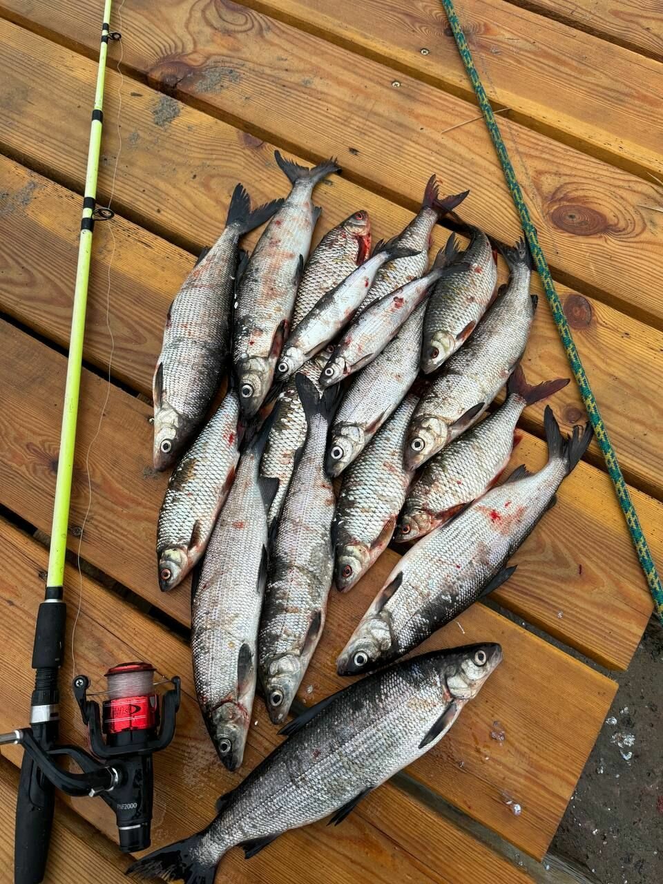 Фото Вилла Ялгуба