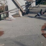 Yildirim Grocery (Hatay, Kırıkhan, Şeyh Edebali Sok., 17), convenience store