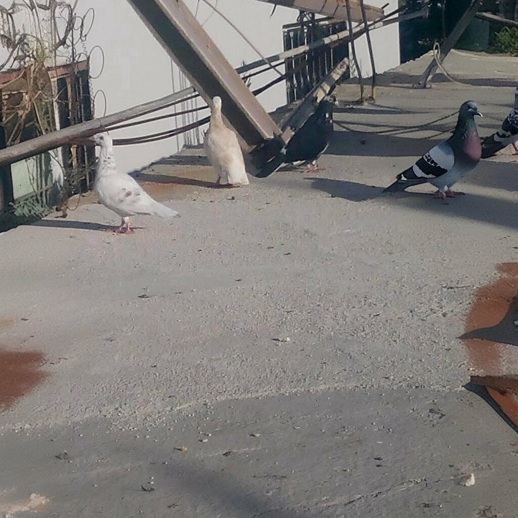 Convenience store Yildirim Grocery, Kirikhan, photo