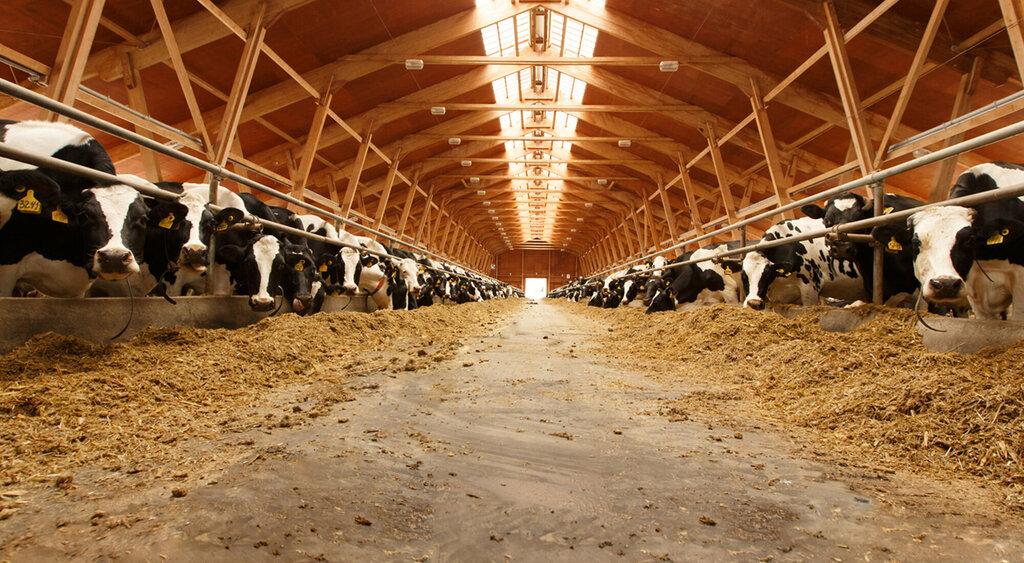 Fodder and feed additives Gordes Feed, Bursa, photo