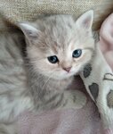 Buca Vet (İzmir, Buca, Forbes Sok., 158) ، عيادة بيطرية