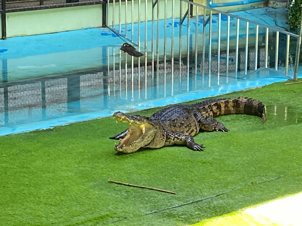 Landmark, attraction Crocodile Farm, Chalong, photo