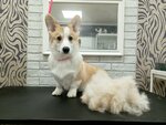 Ksynyagrooming (Okskaya Street, 3к1), pet salon