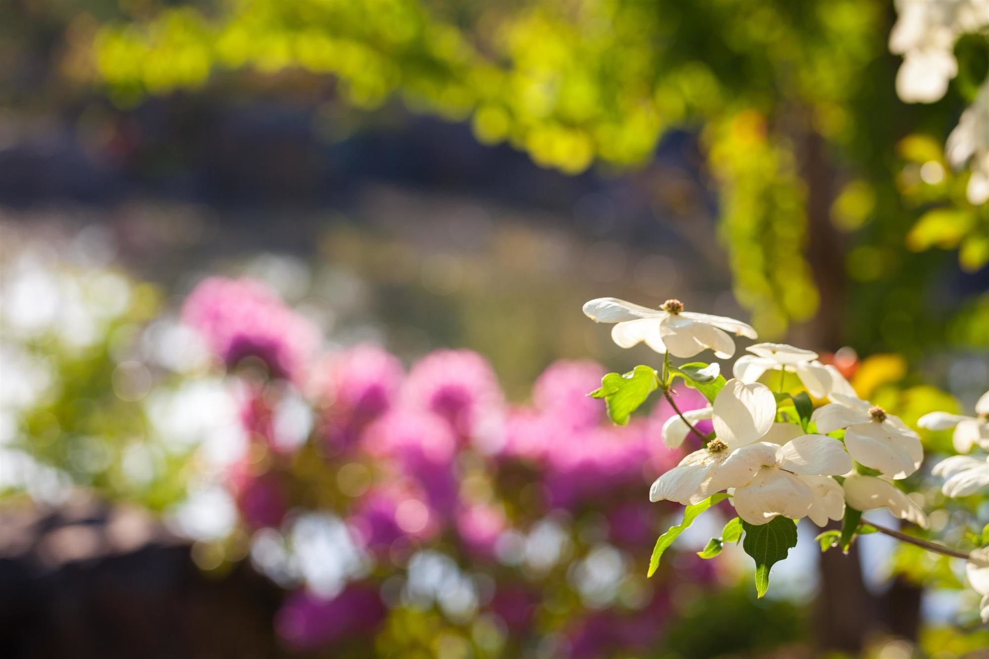 Фото Best Western Premier Boulder Falls Inn