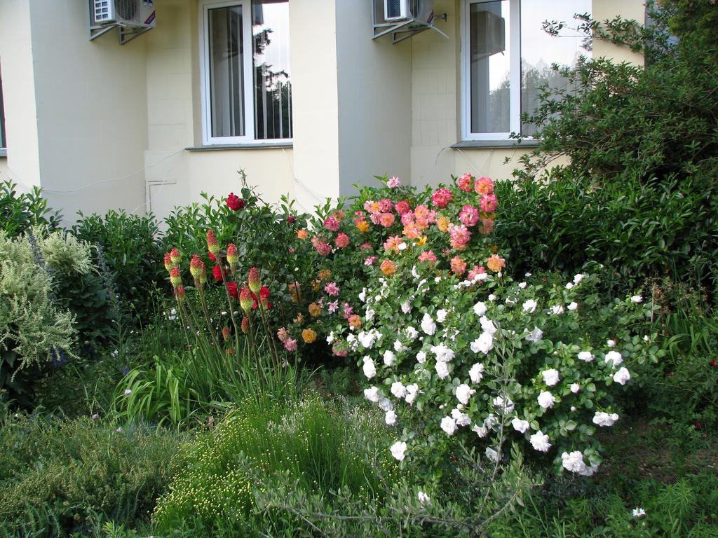 Фото Альбатрос