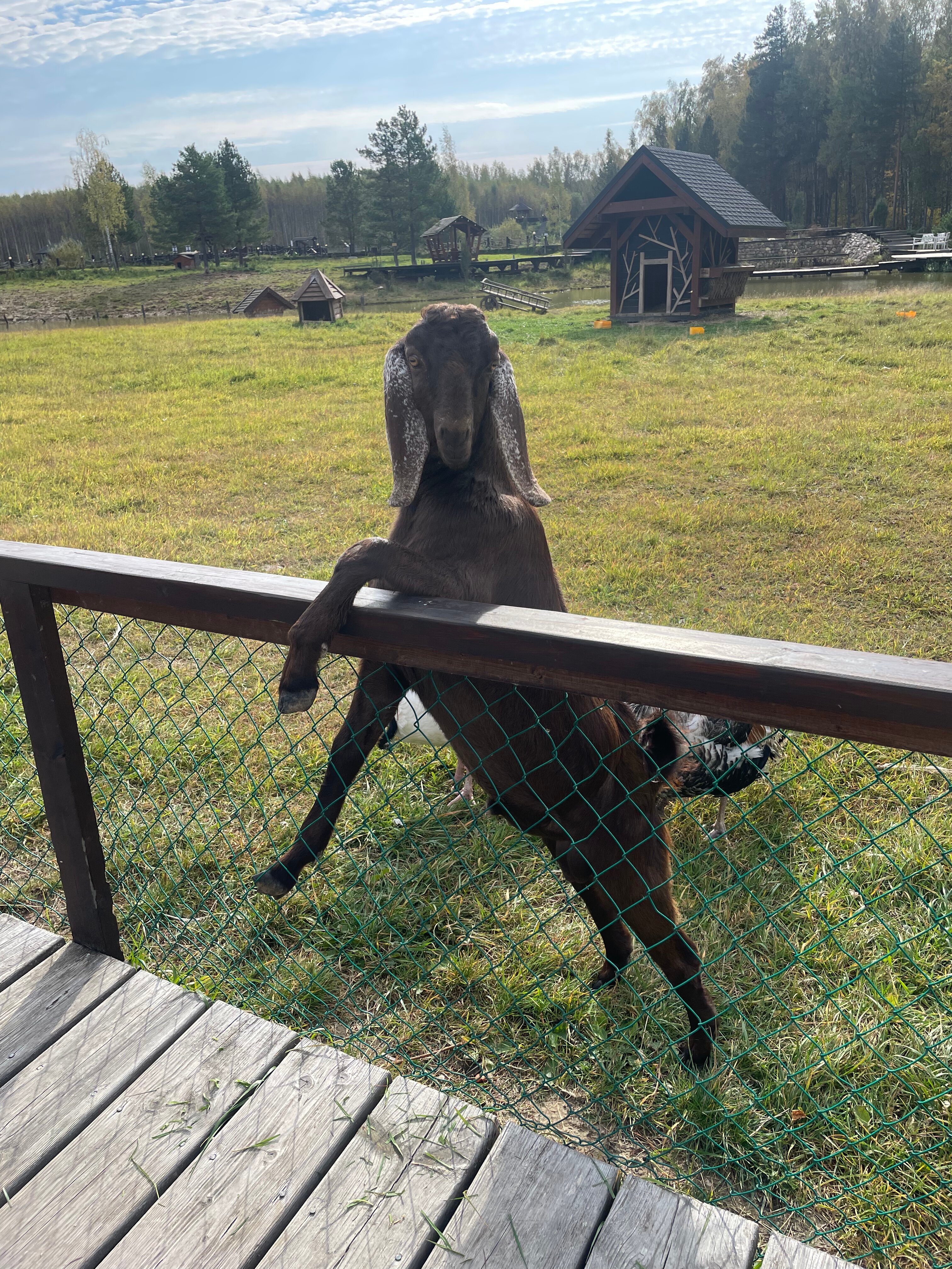 Фото Оленьи пруды