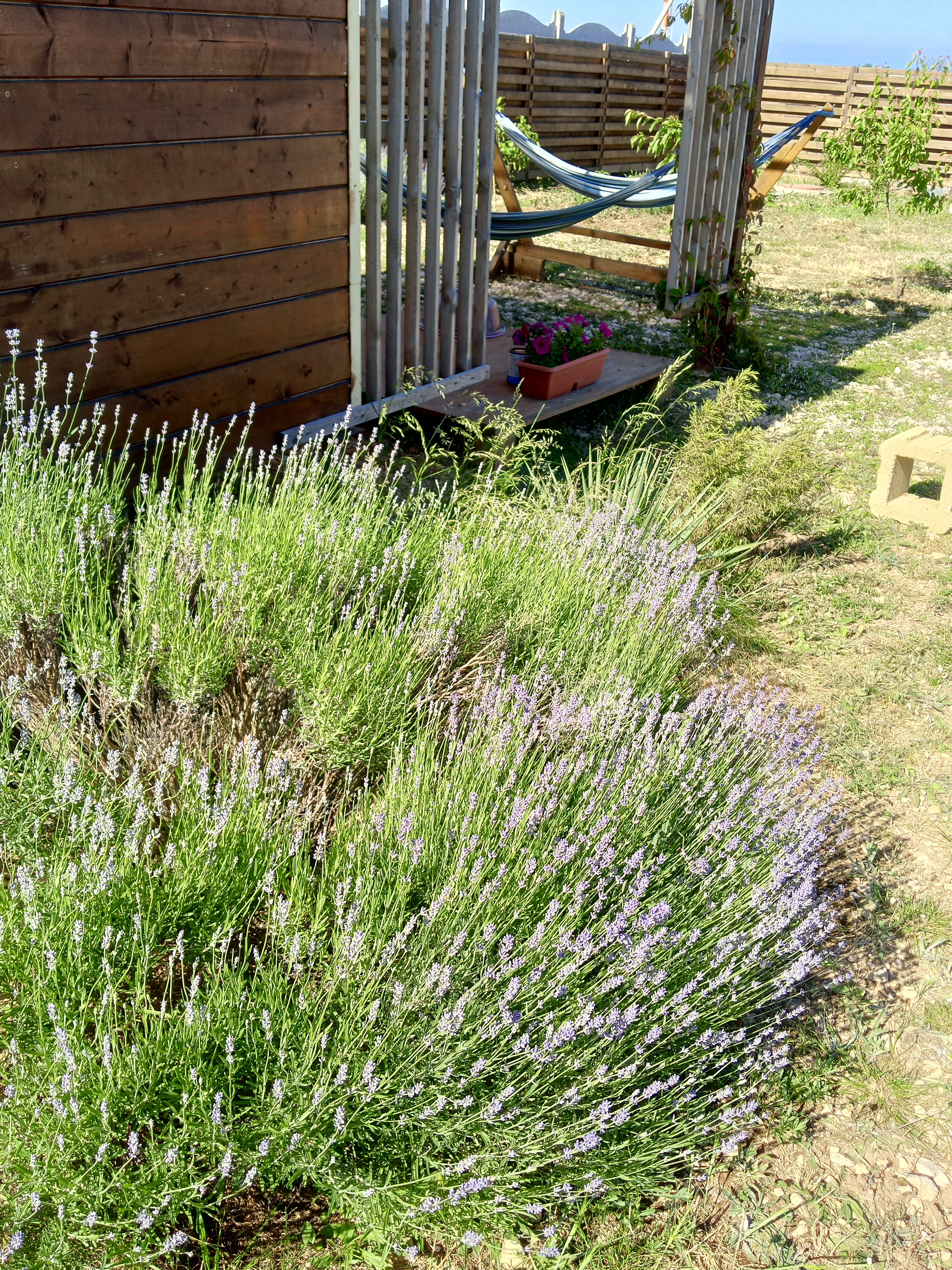 Фото Эко-дом Лаванда