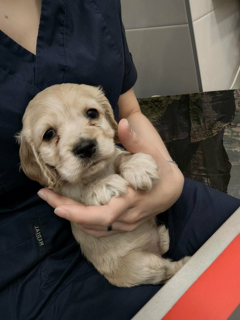 Veterinary clinic SibVetTsentr, Novosibirsk, photo