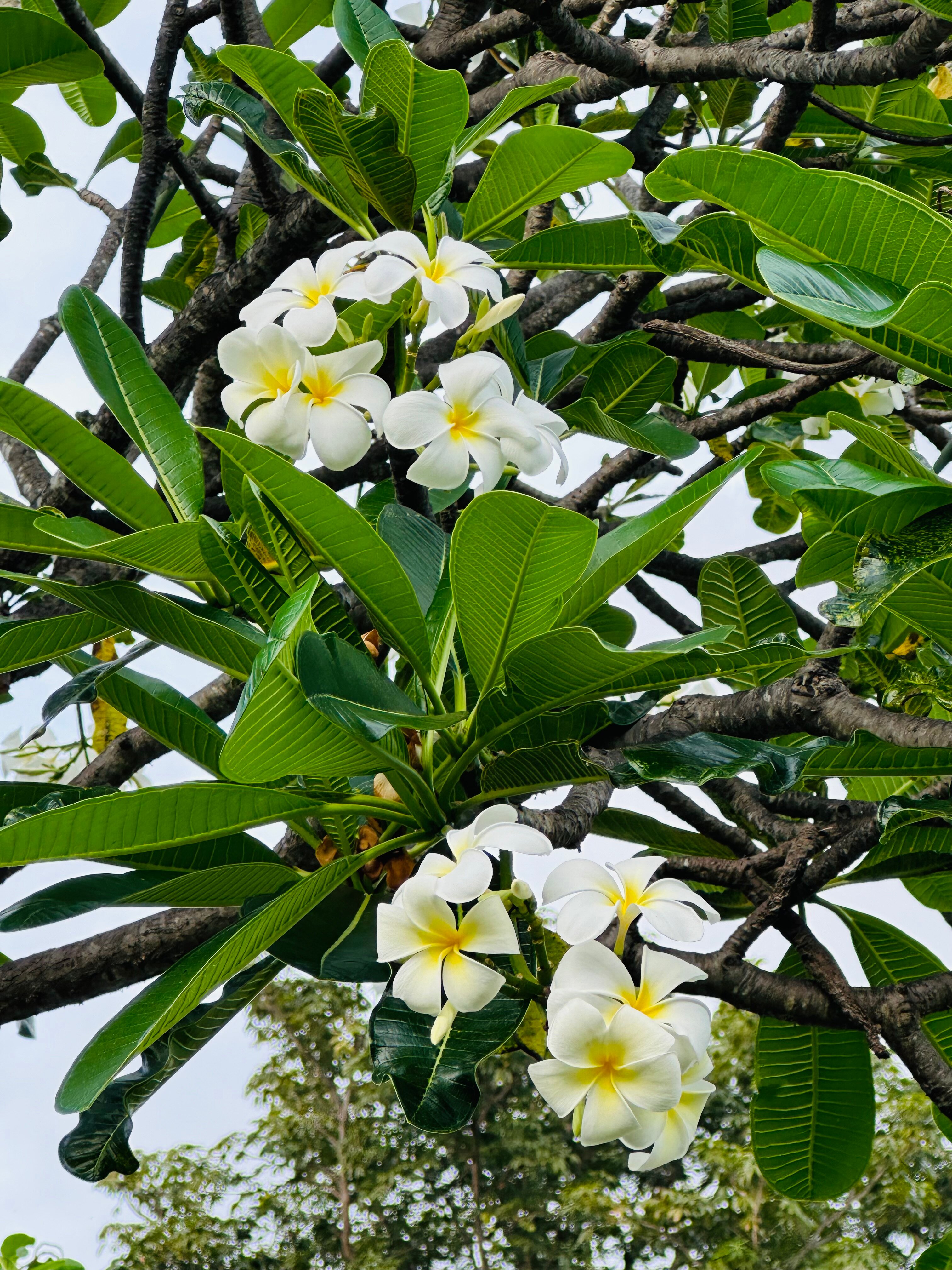 Фото Orchidacea Resort