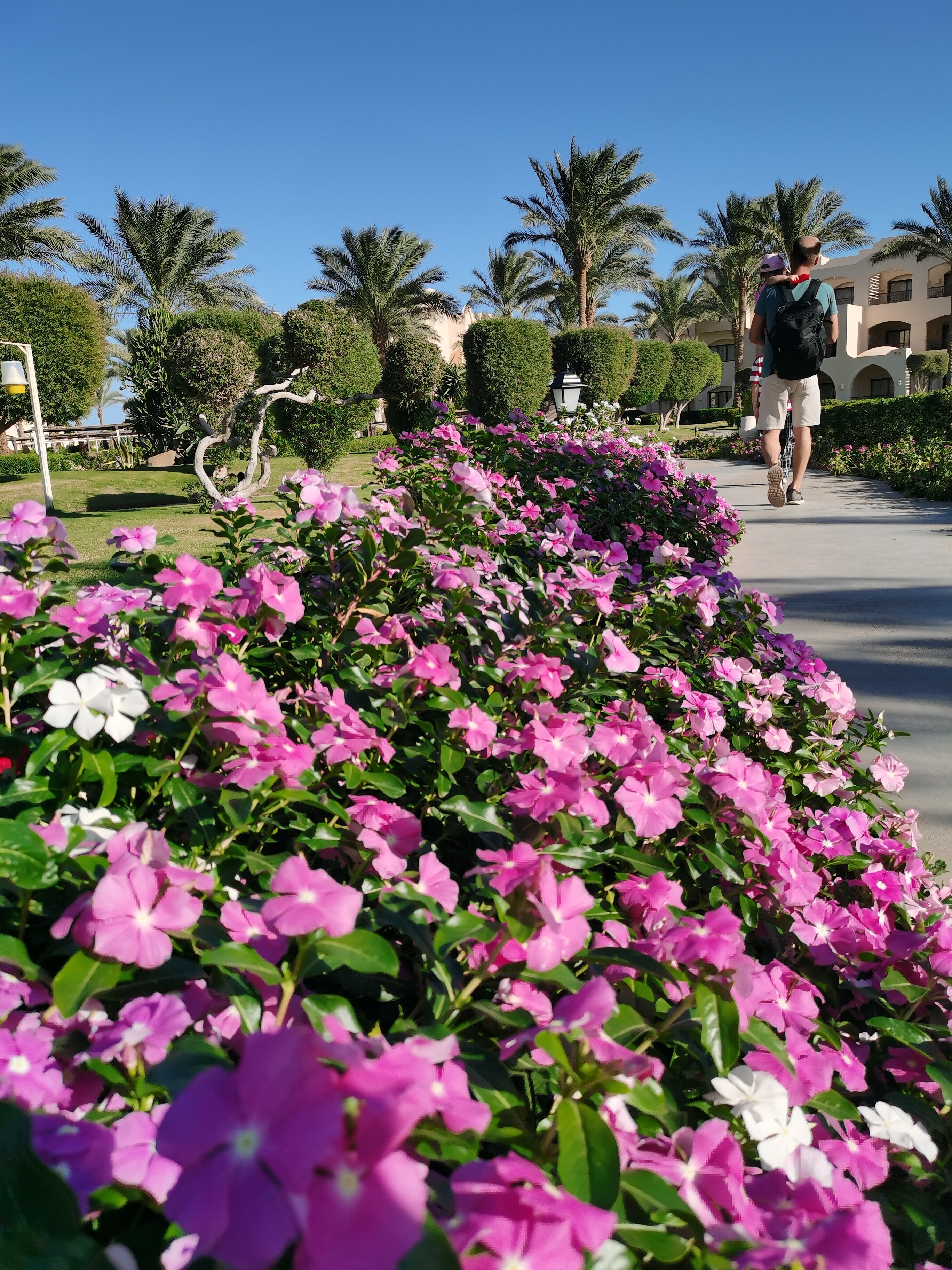 Фото Джаз Макади Сарайя Палмс