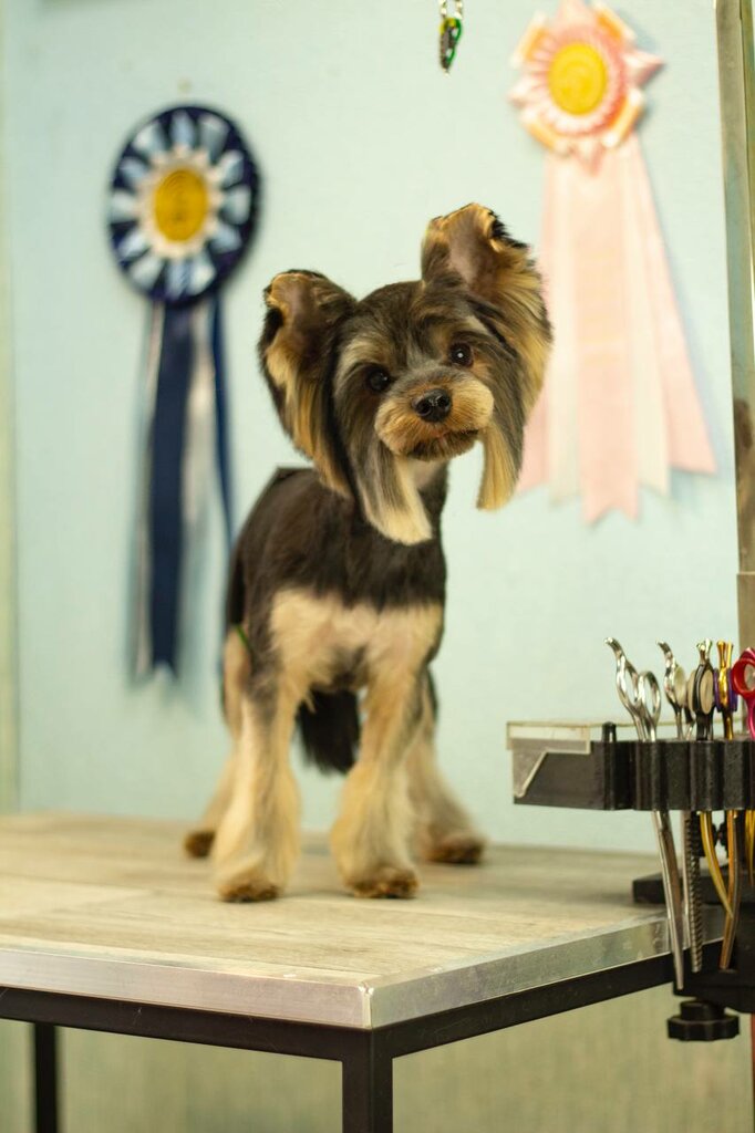 Pet salon Гуччи, Molodcheno, photo