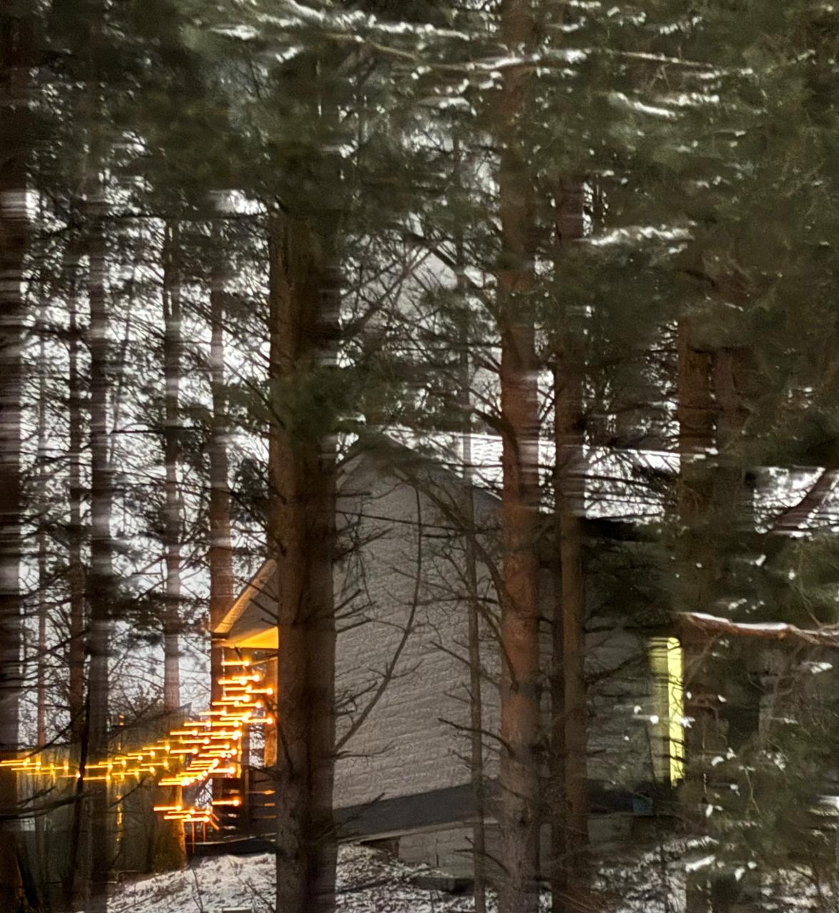 Фото Хвойная Гармония