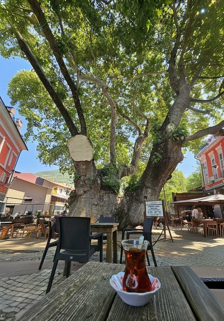 Landmark, attraction Kunduraci Plane Tree Nature Monument, Izmir, photo