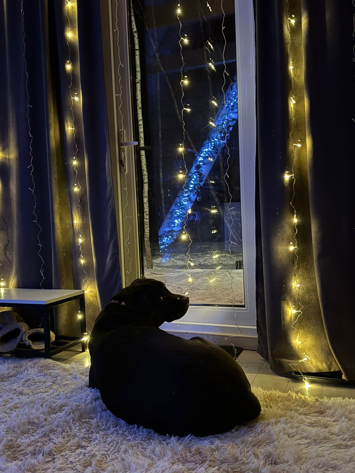 Фото Эко Дуб