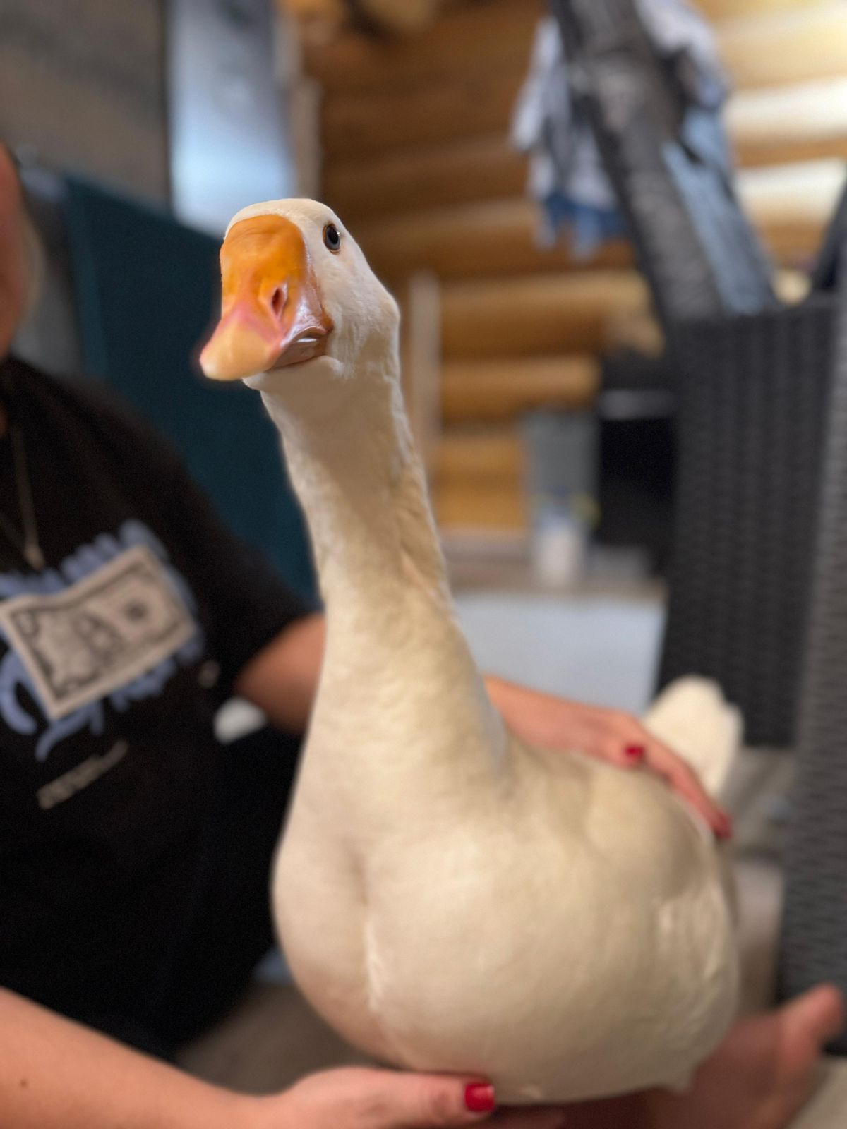 Фото Веселые гуси