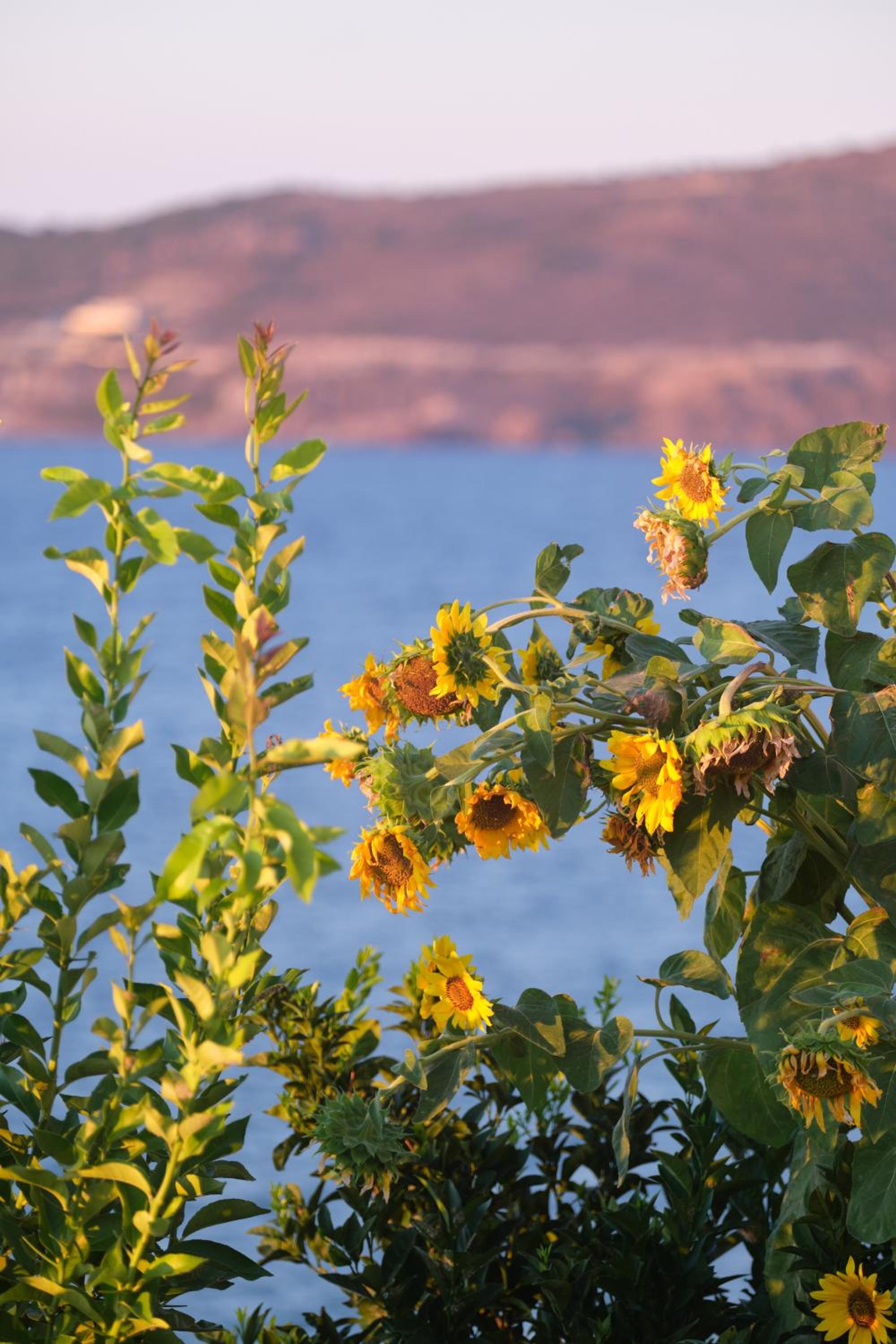 Фото Little Bird