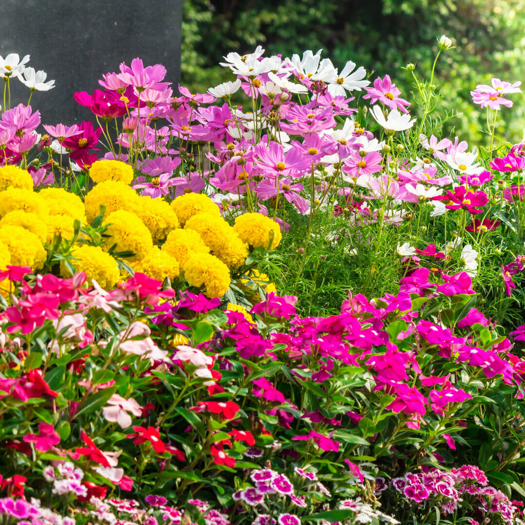 Plant nursery Tsar' Sad, Moscow, photo