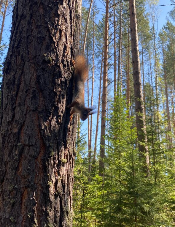Фото Ёлки да Сосны