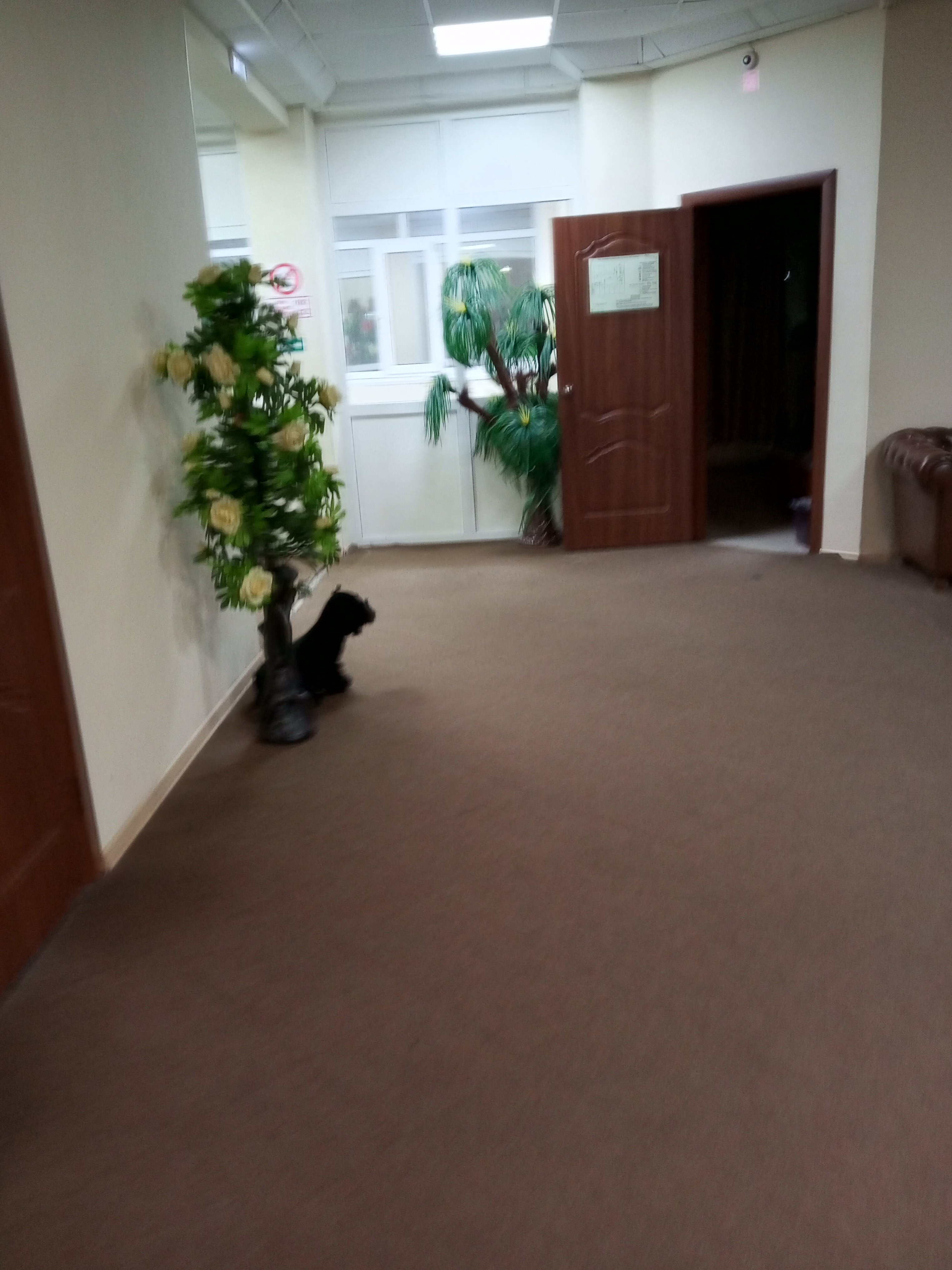 Фото Алишка