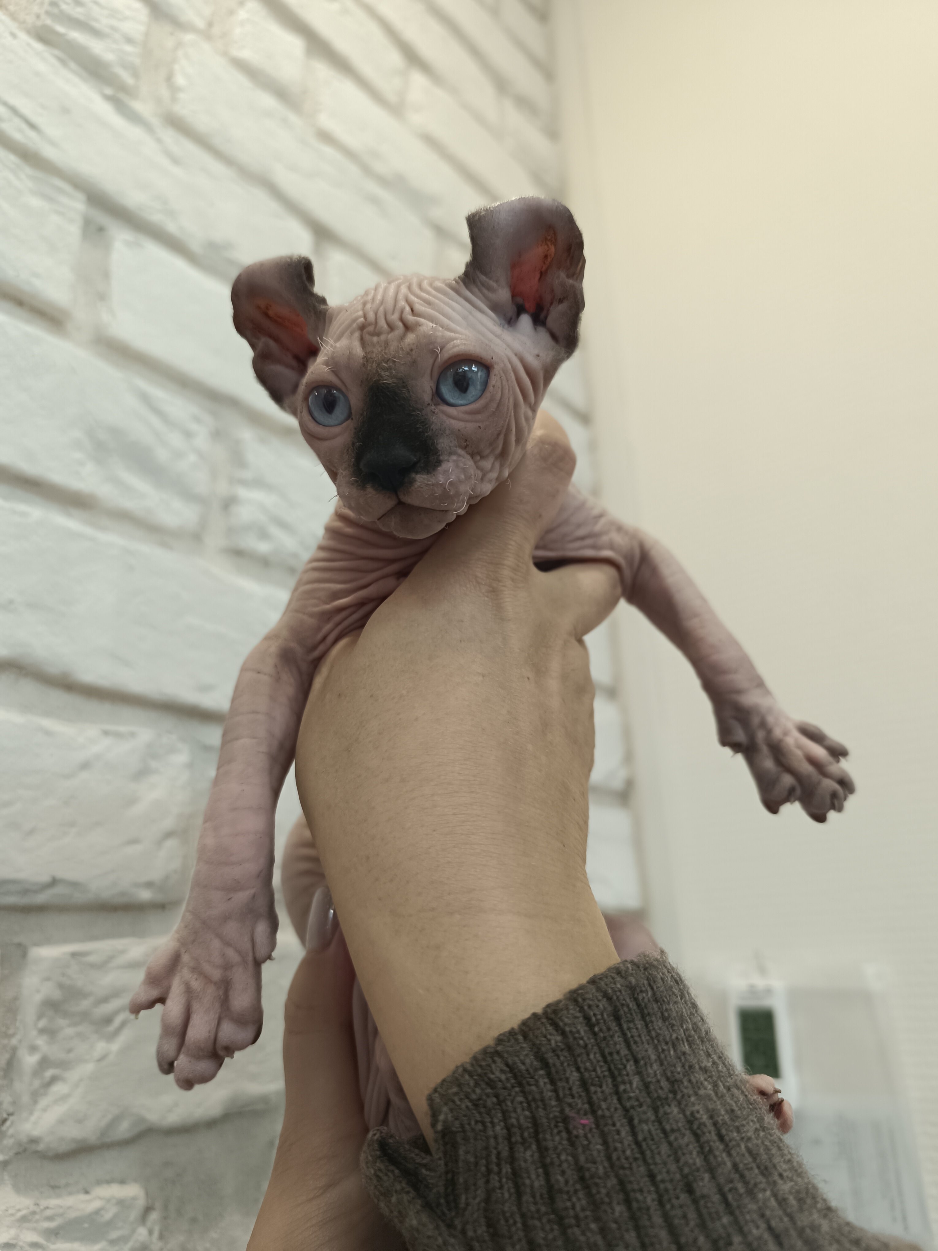 Лаванда - фото 18