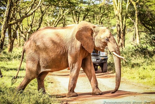 Гостиница Elewana Lewa Safari Camp
