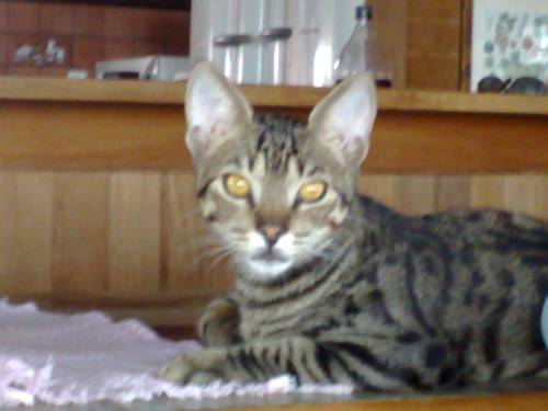 Фото Pousada Villabella Villaggio