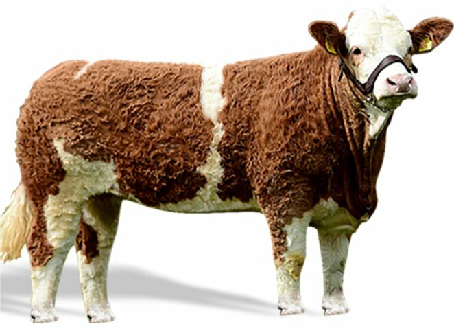 Butcher shop Yıldırım Et Serdivan, Serdivan, photo