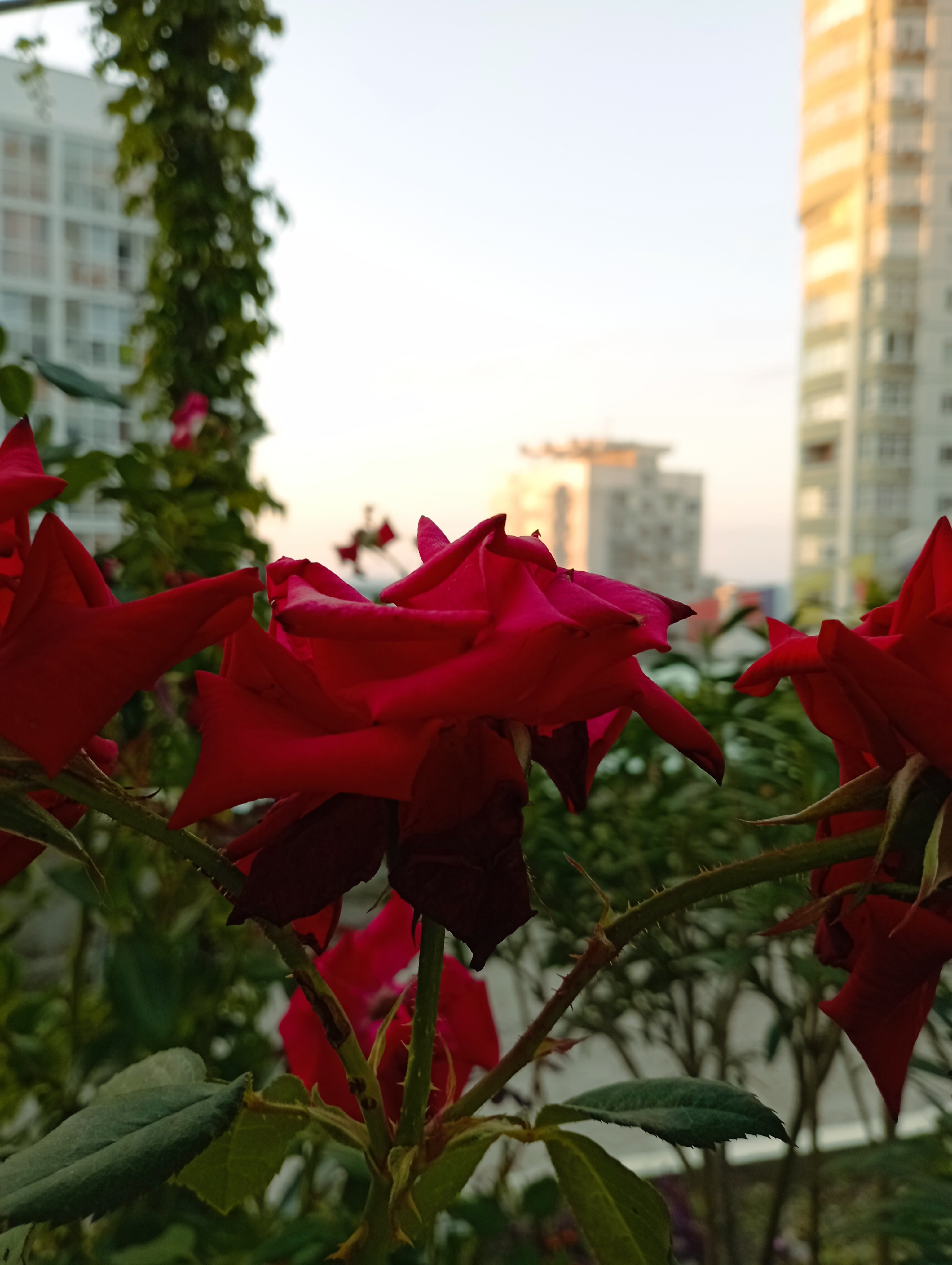 Фото Бригантина