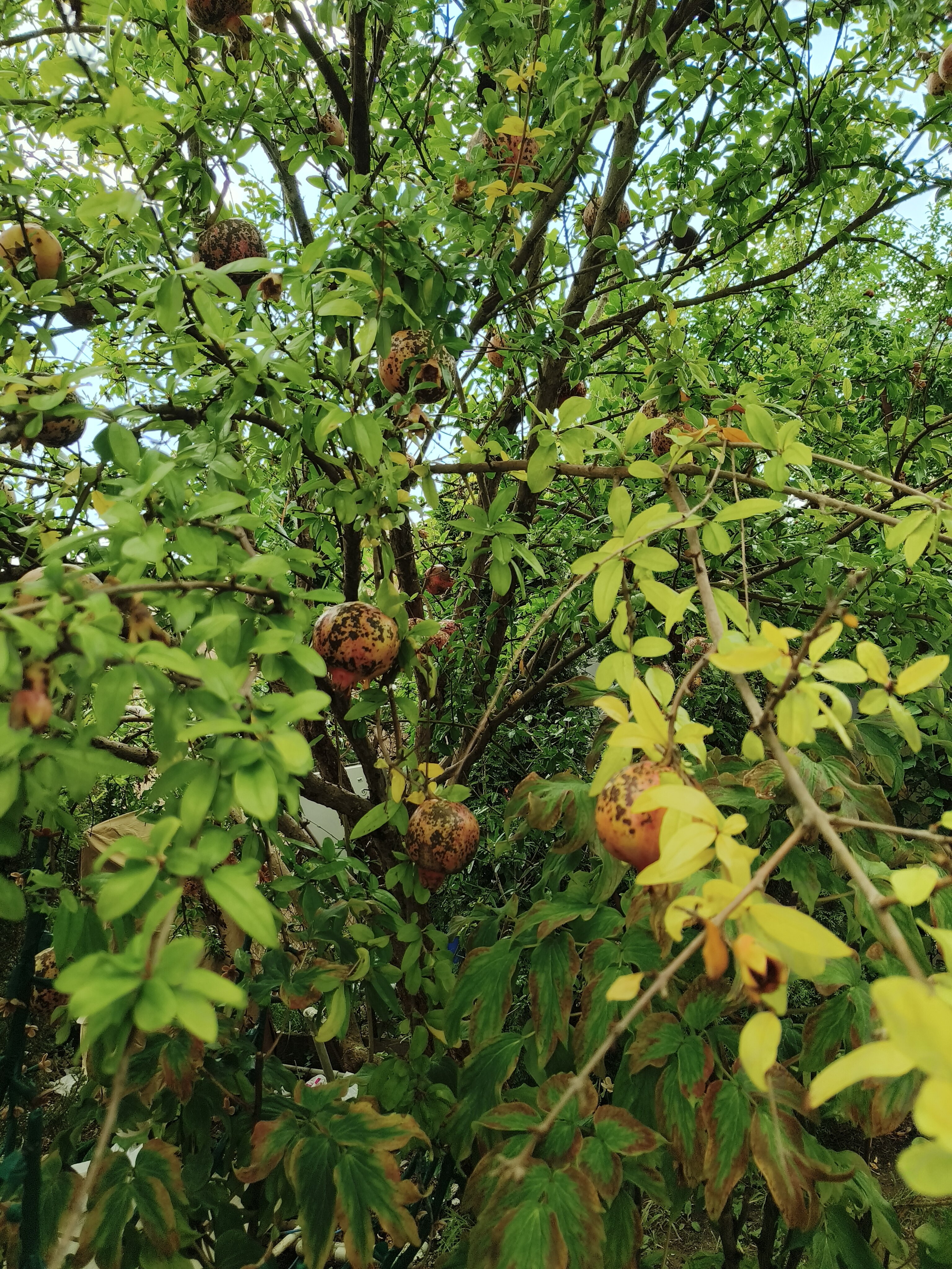 Фото Скарлетт