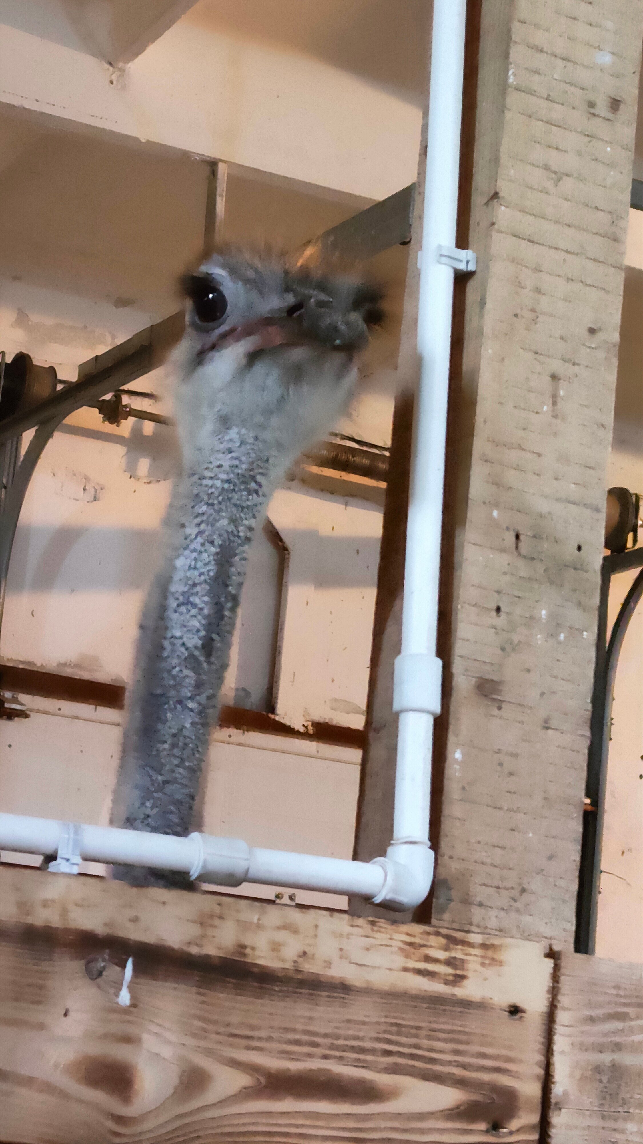 Фото Мурманская страусиная ферма