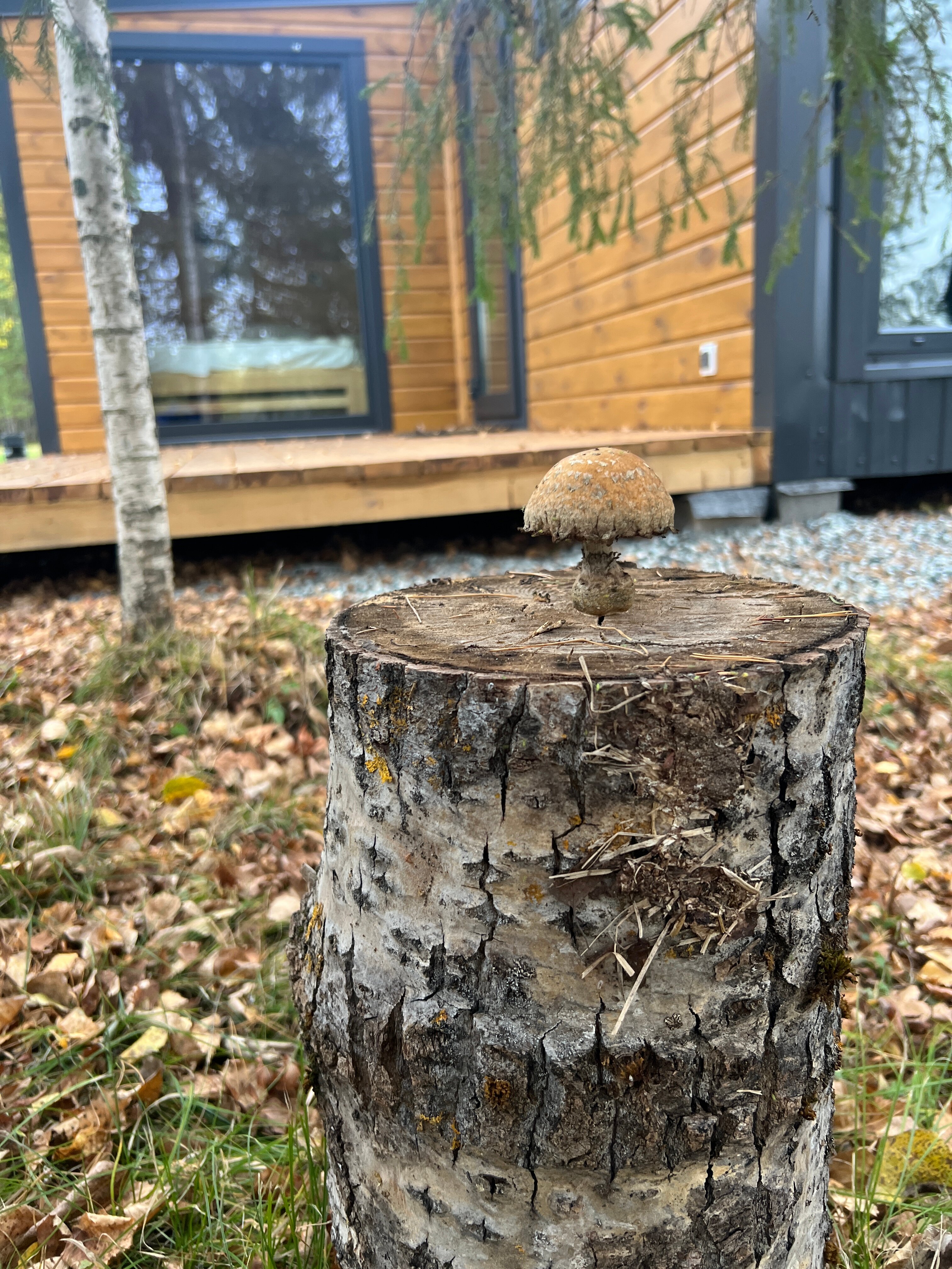 Фото Сибирянка