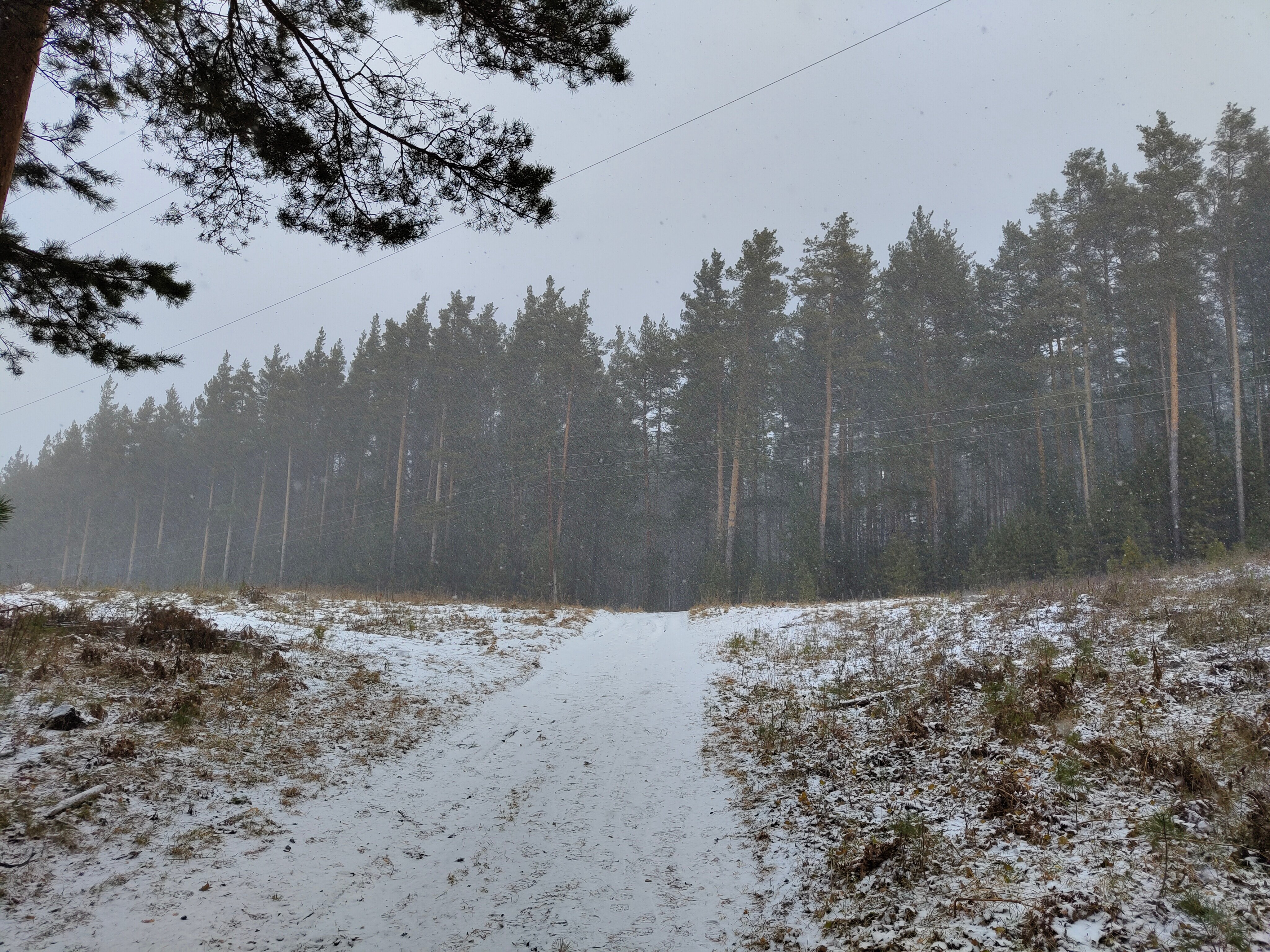 Фото Пилигрим