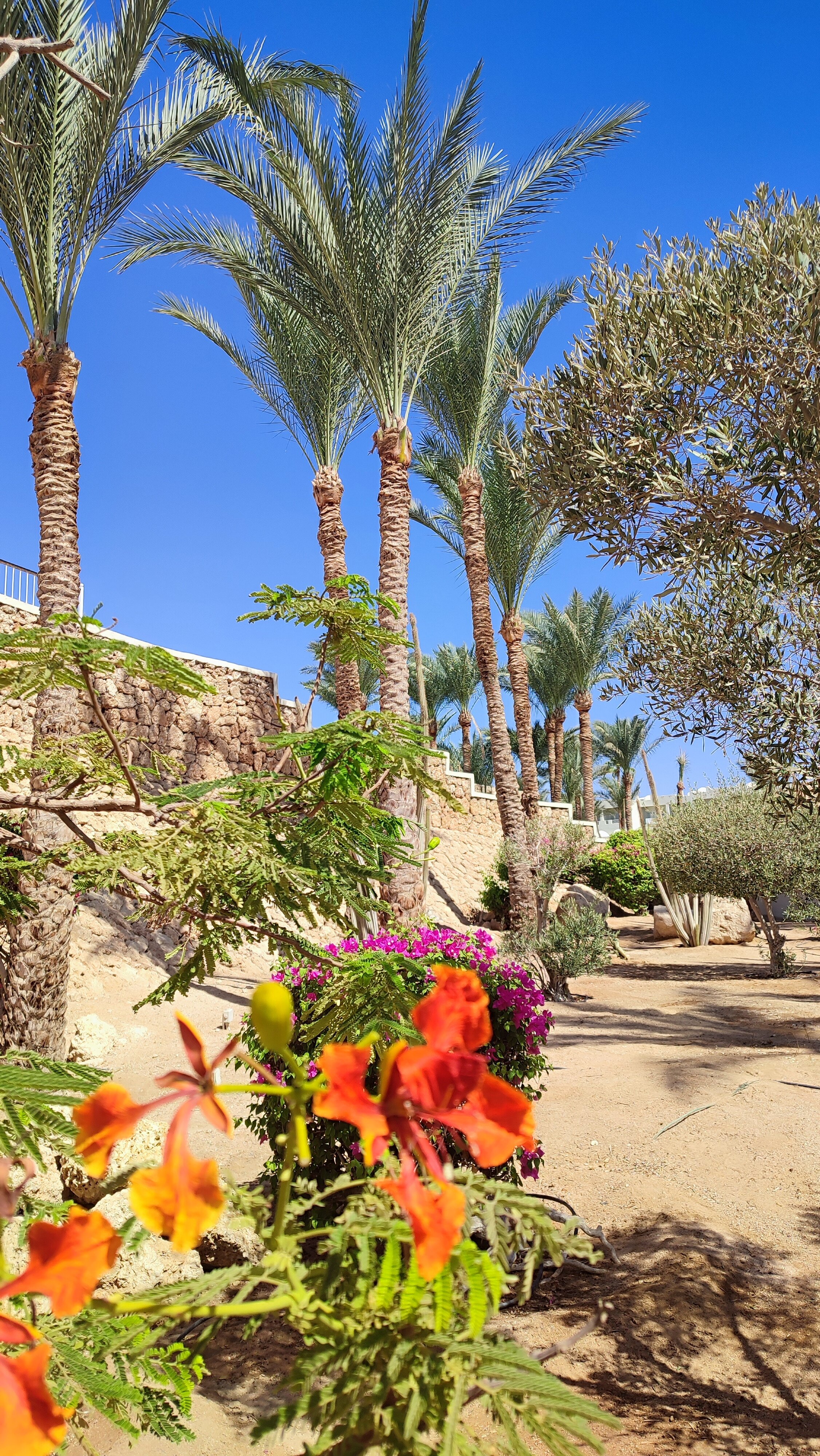 Фото Sentido Reef Oasis Senses Aqua Park Resort