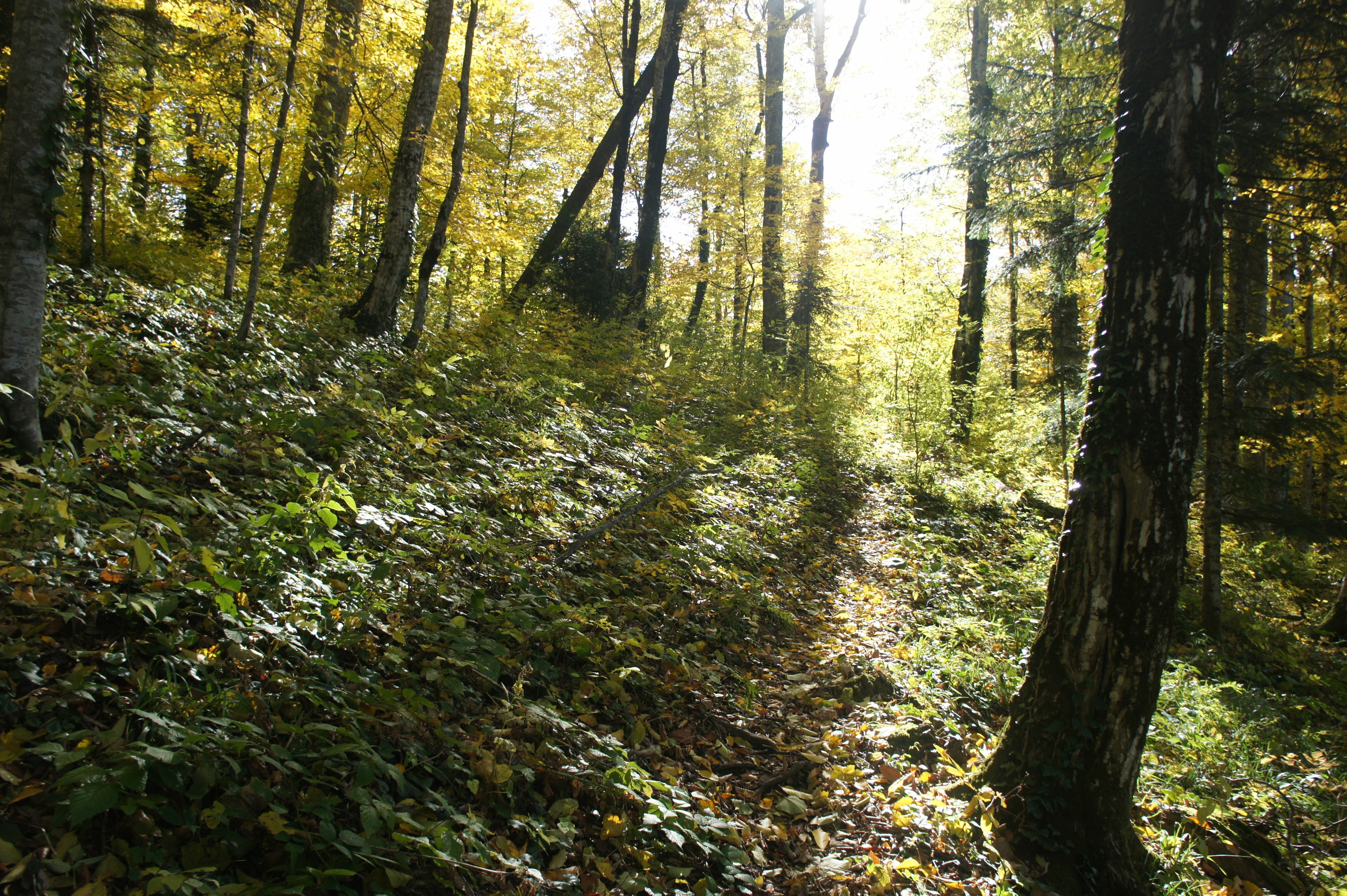 Фото Солярис