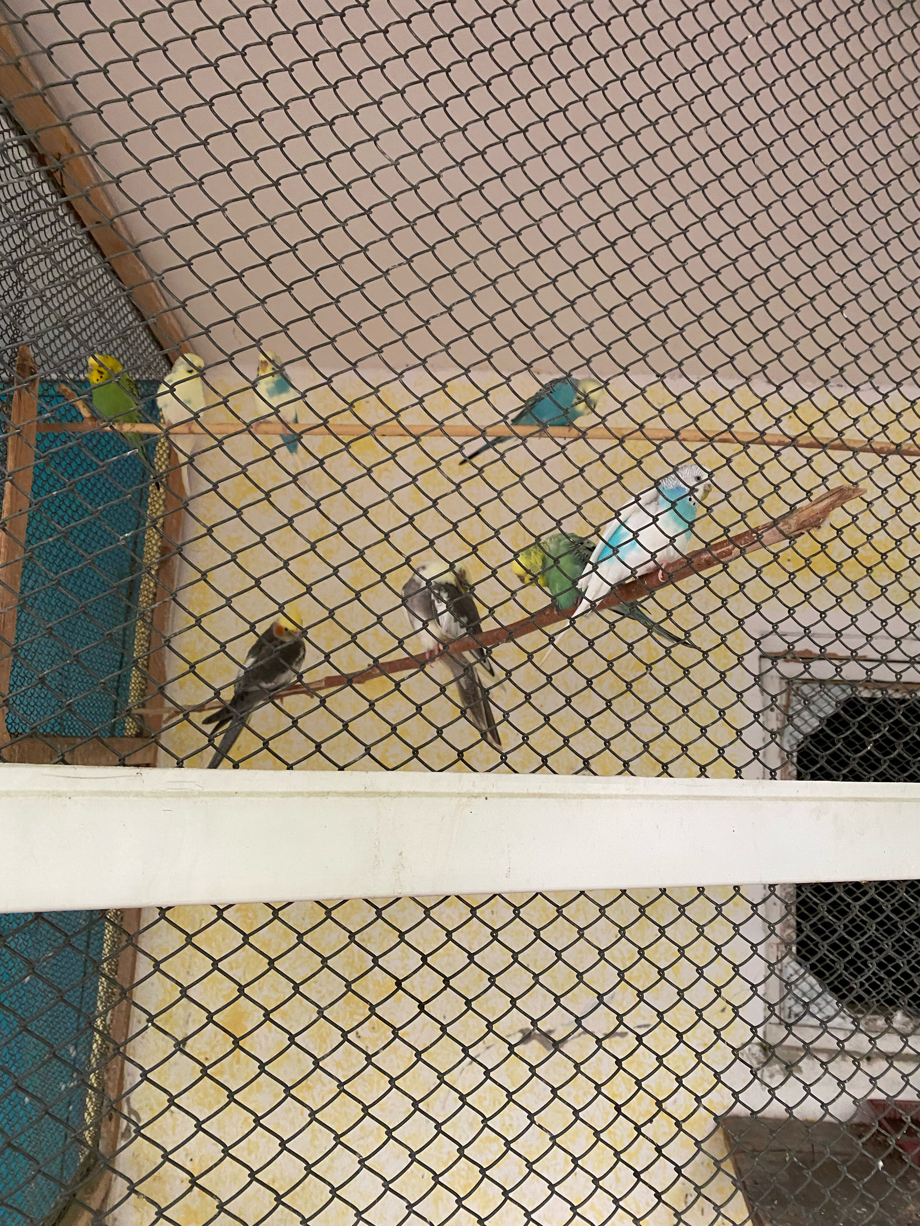 Фото Экзотик