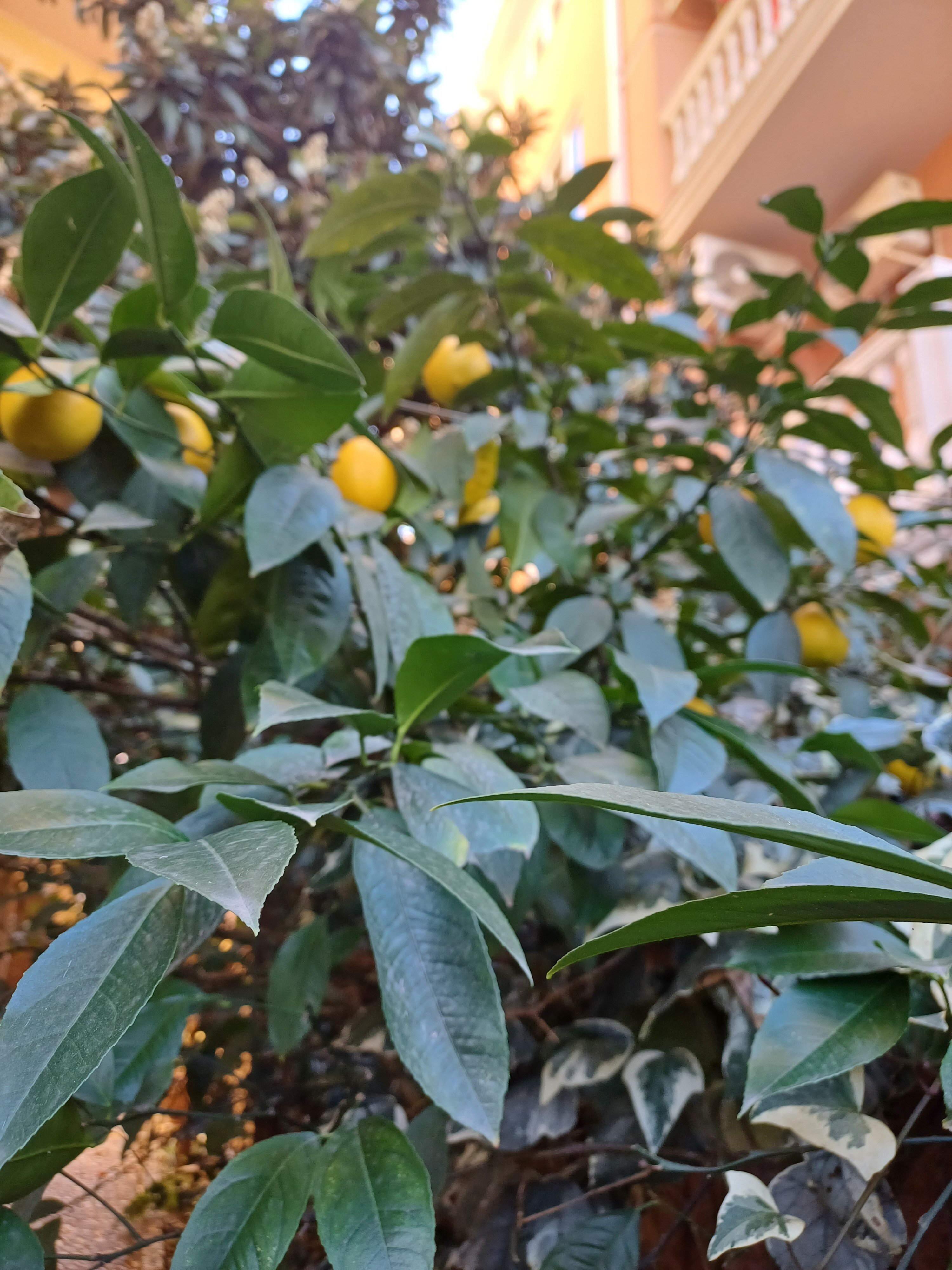 Фото Сан Сочи