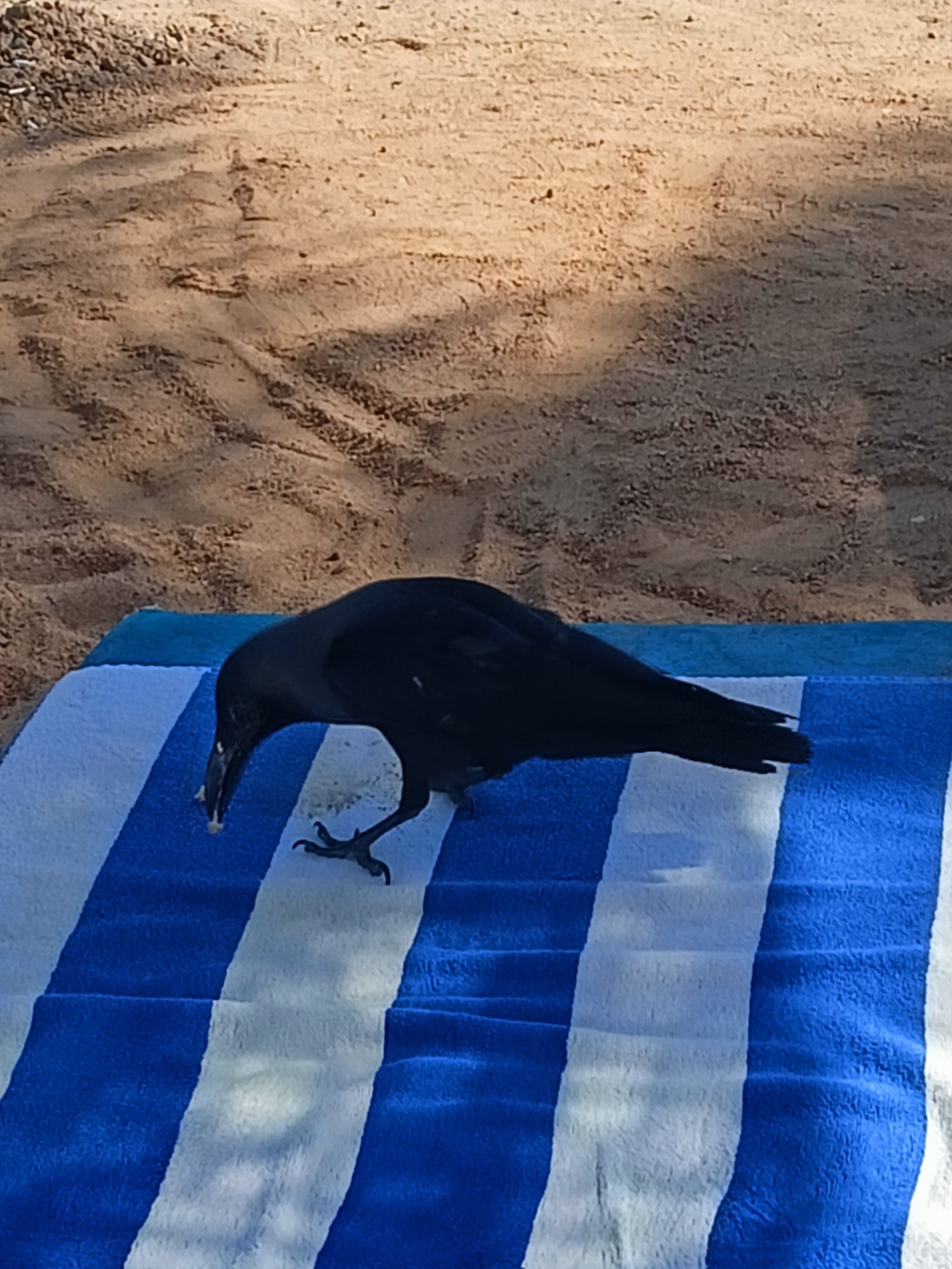 Фото Sand Beach Resort