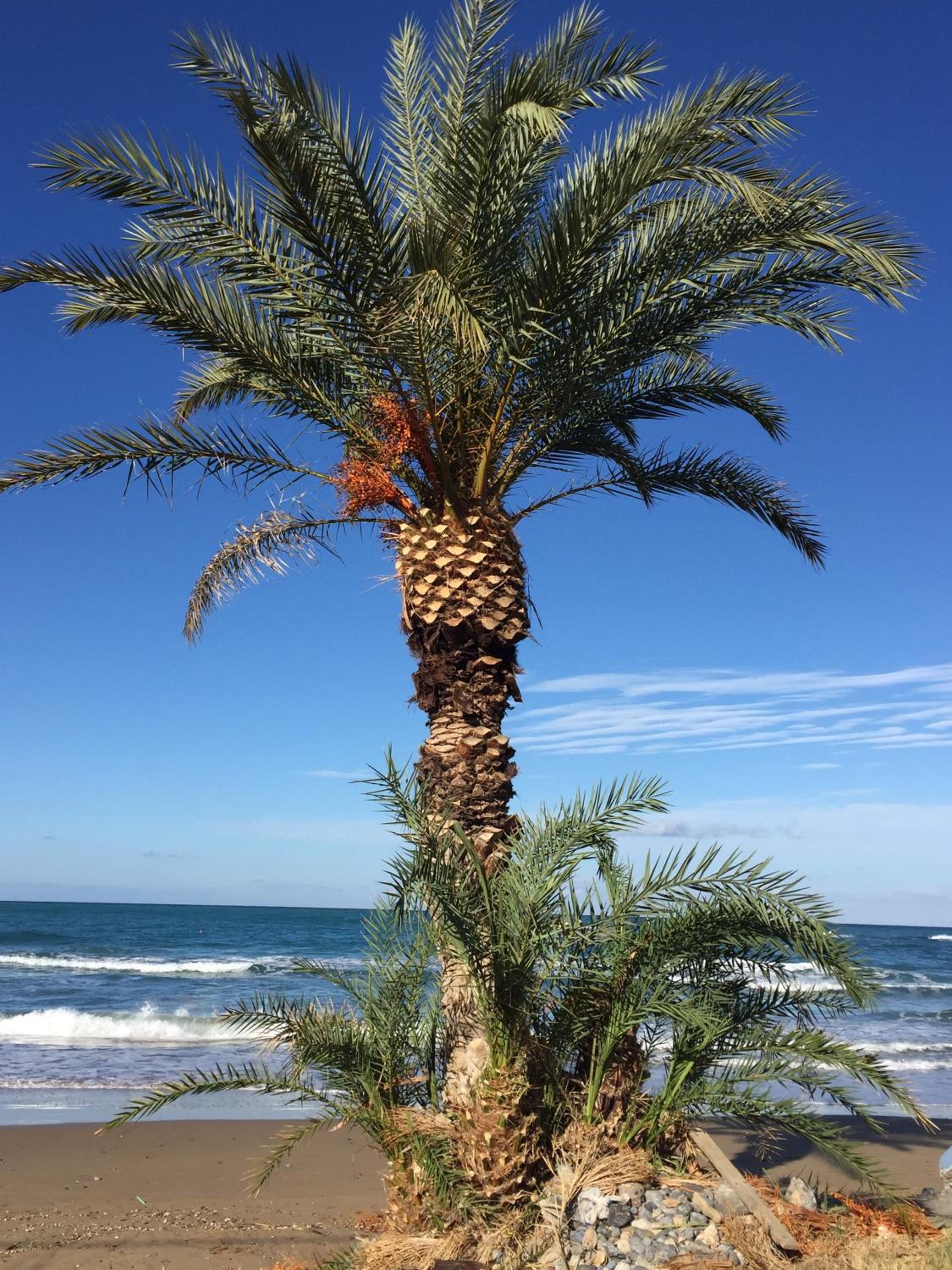 Фото Psaras Apartments