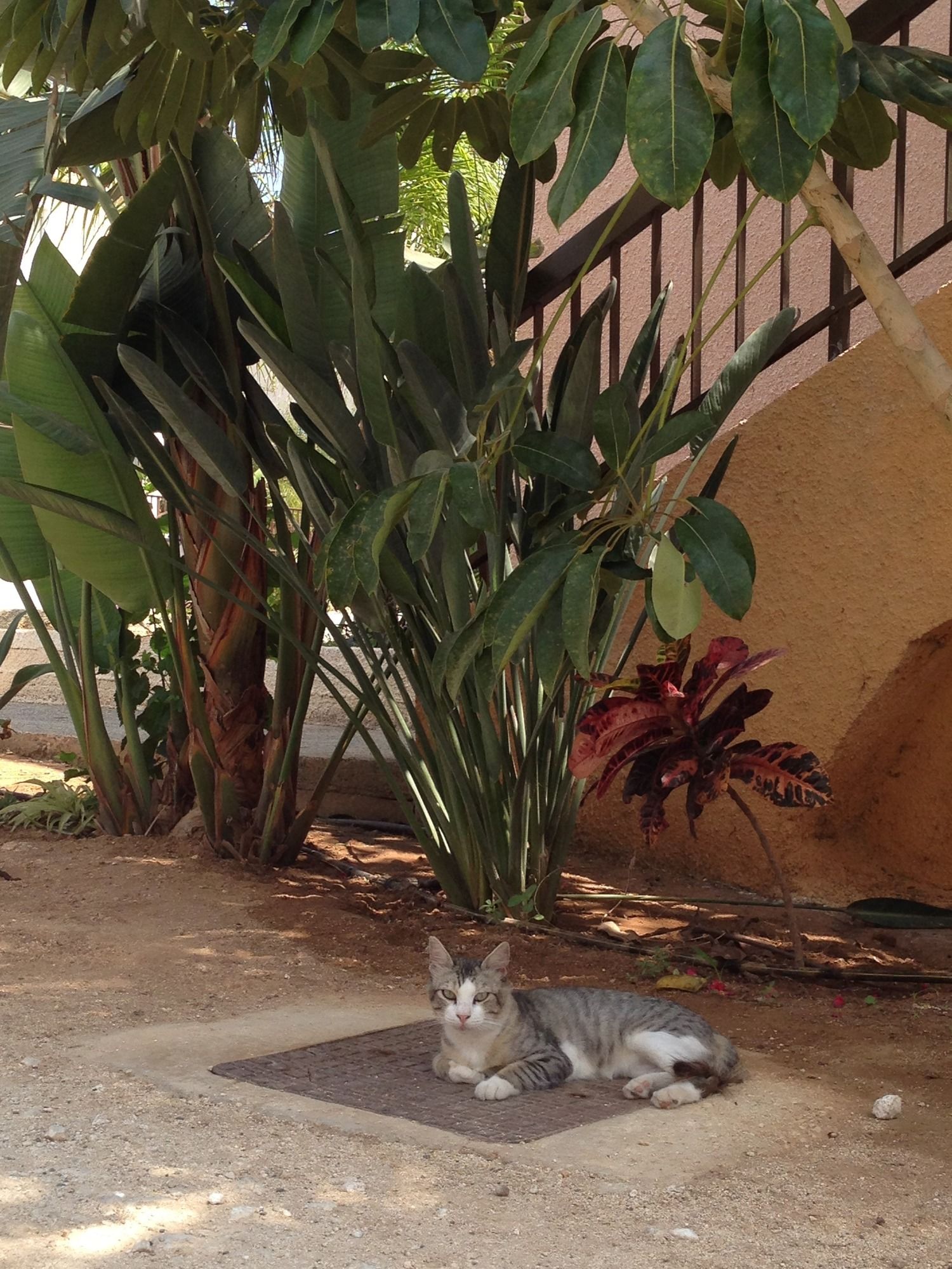 Фото Constantaras Apartments