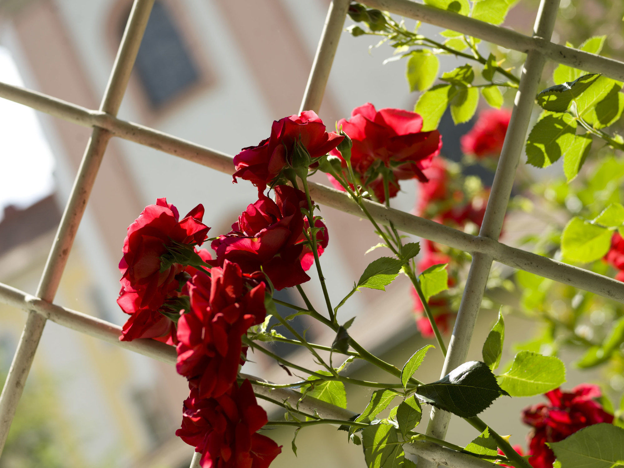 Фото Hotel Koenig