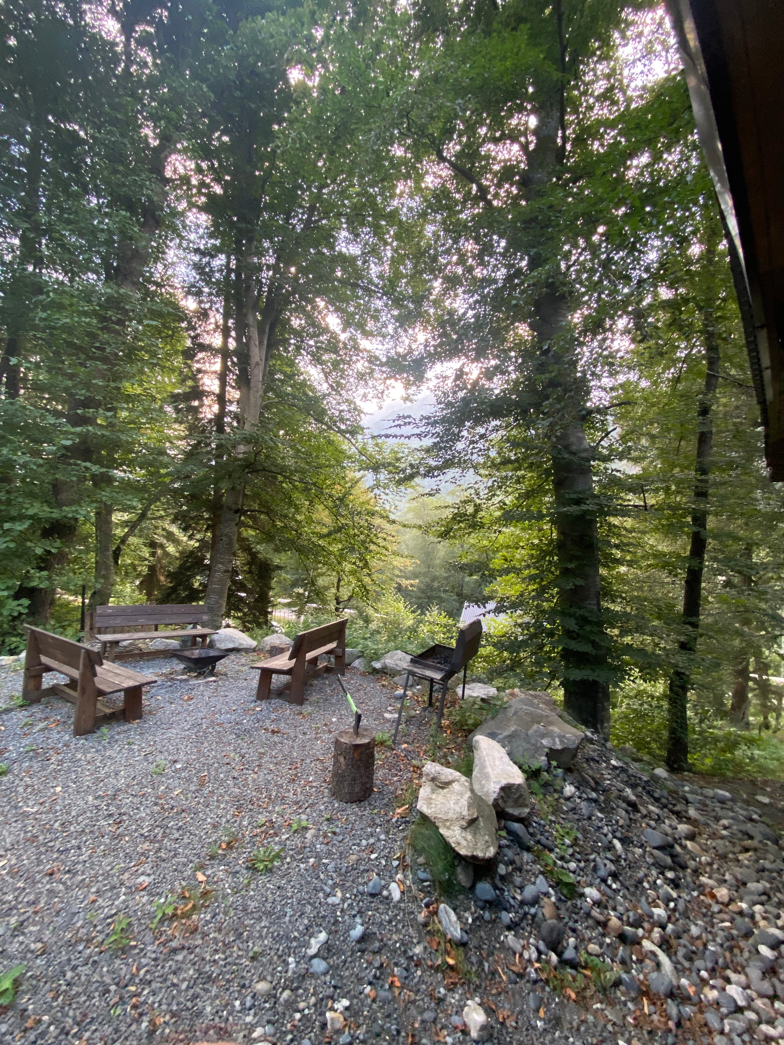 Фото Ягодный тис