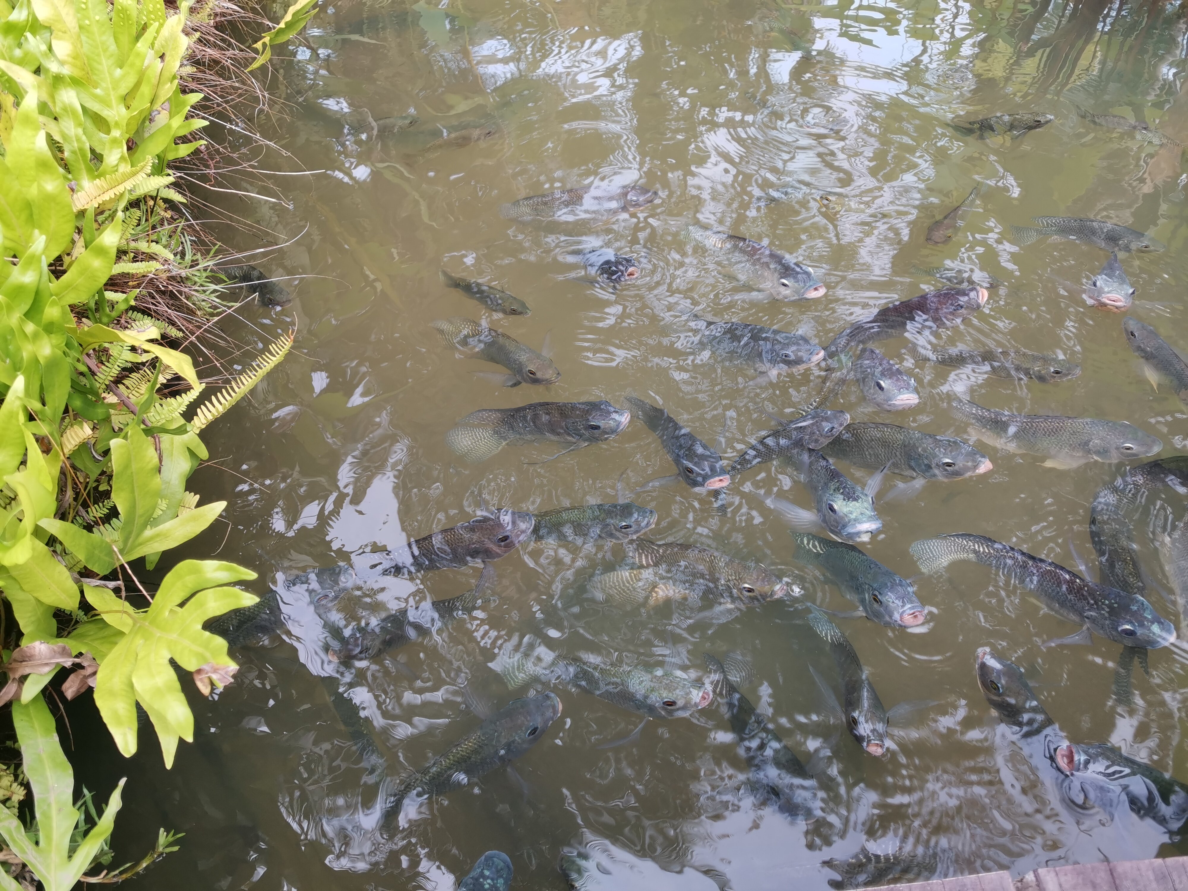 Фото Khaolak Bhandari Resort & SPA