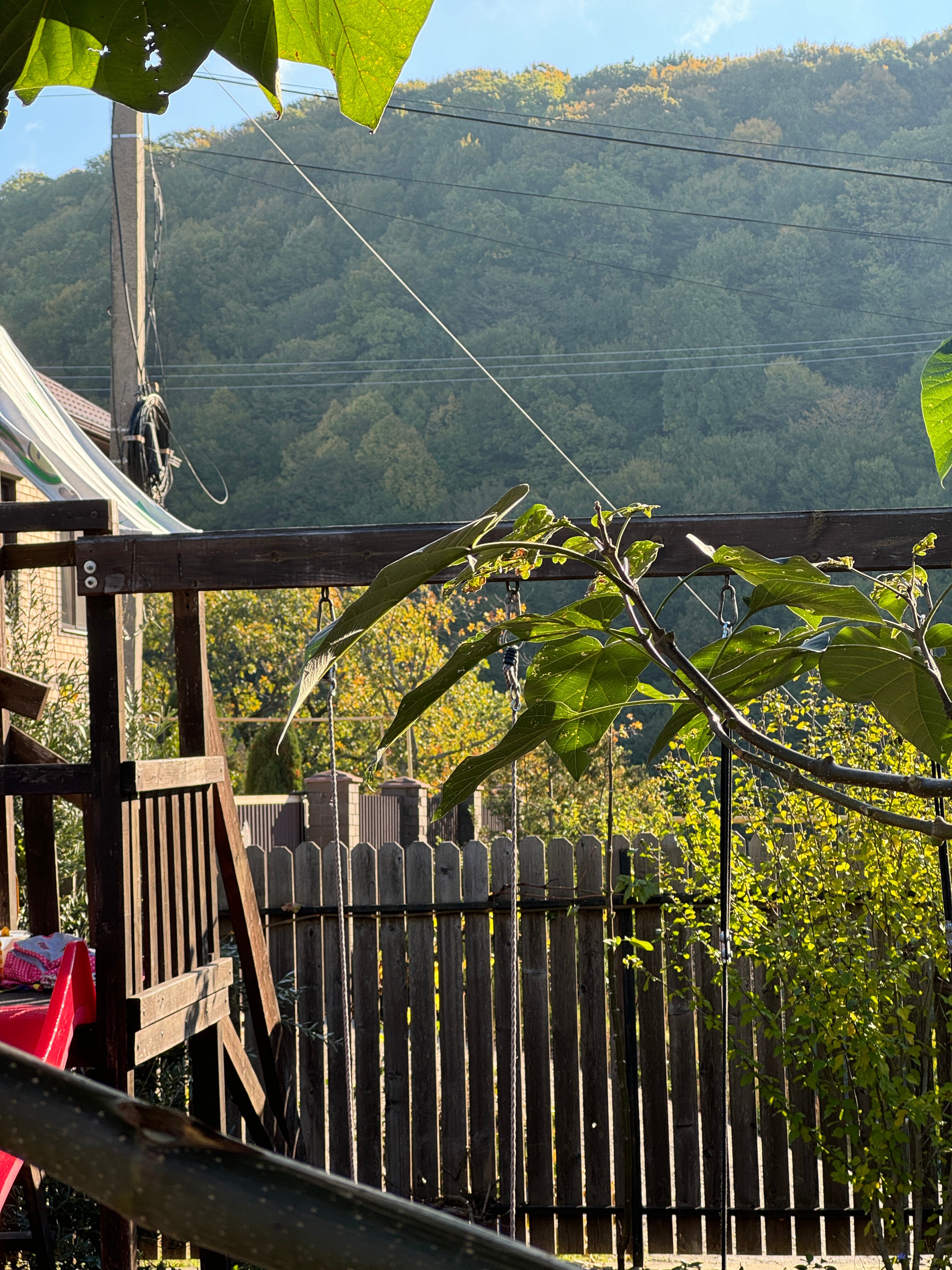 Фото Лесная поляна