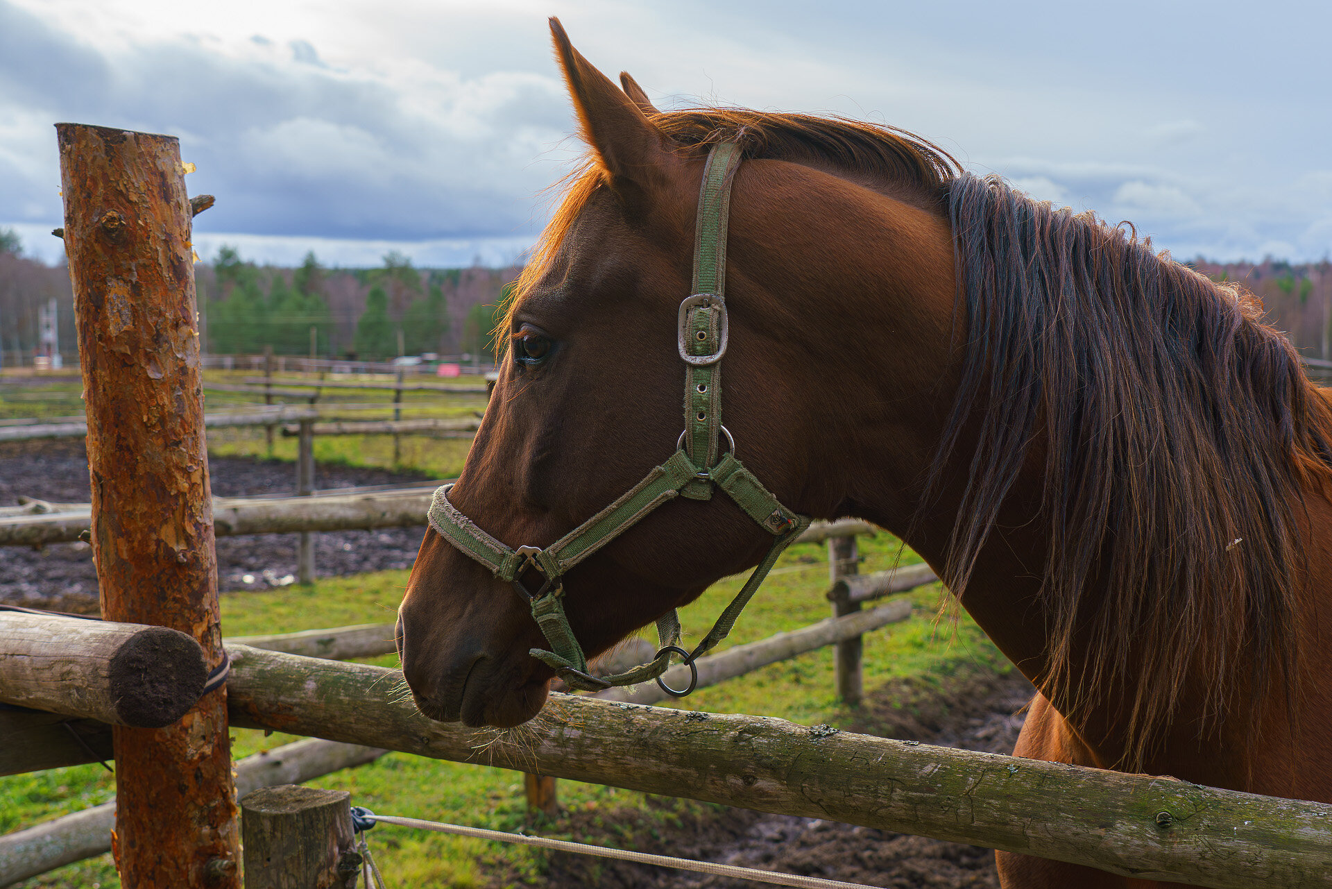 Фото Виллы White Resort Поляны Карелия