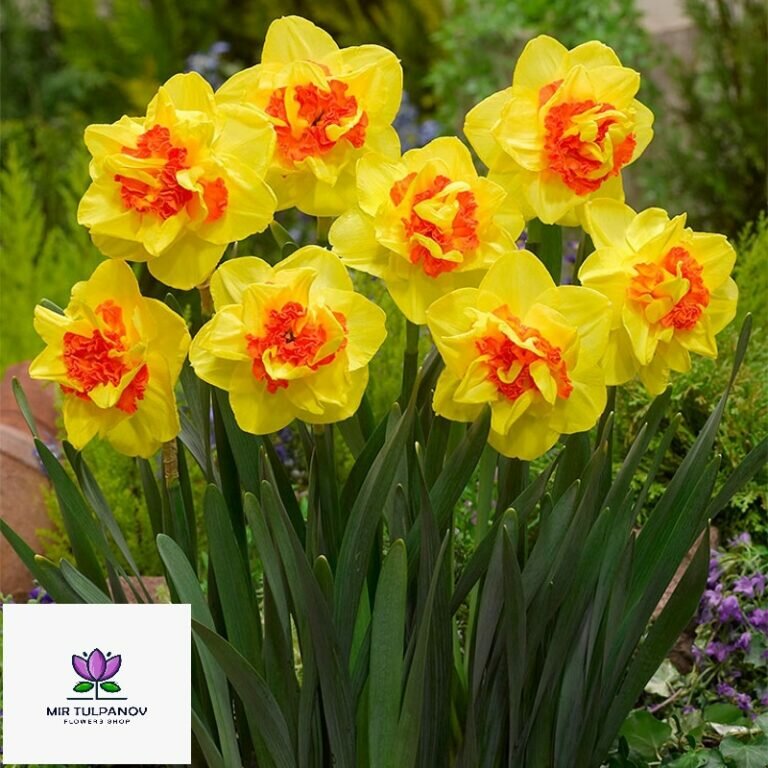 Flower shop Tulips world, Almaty, photo